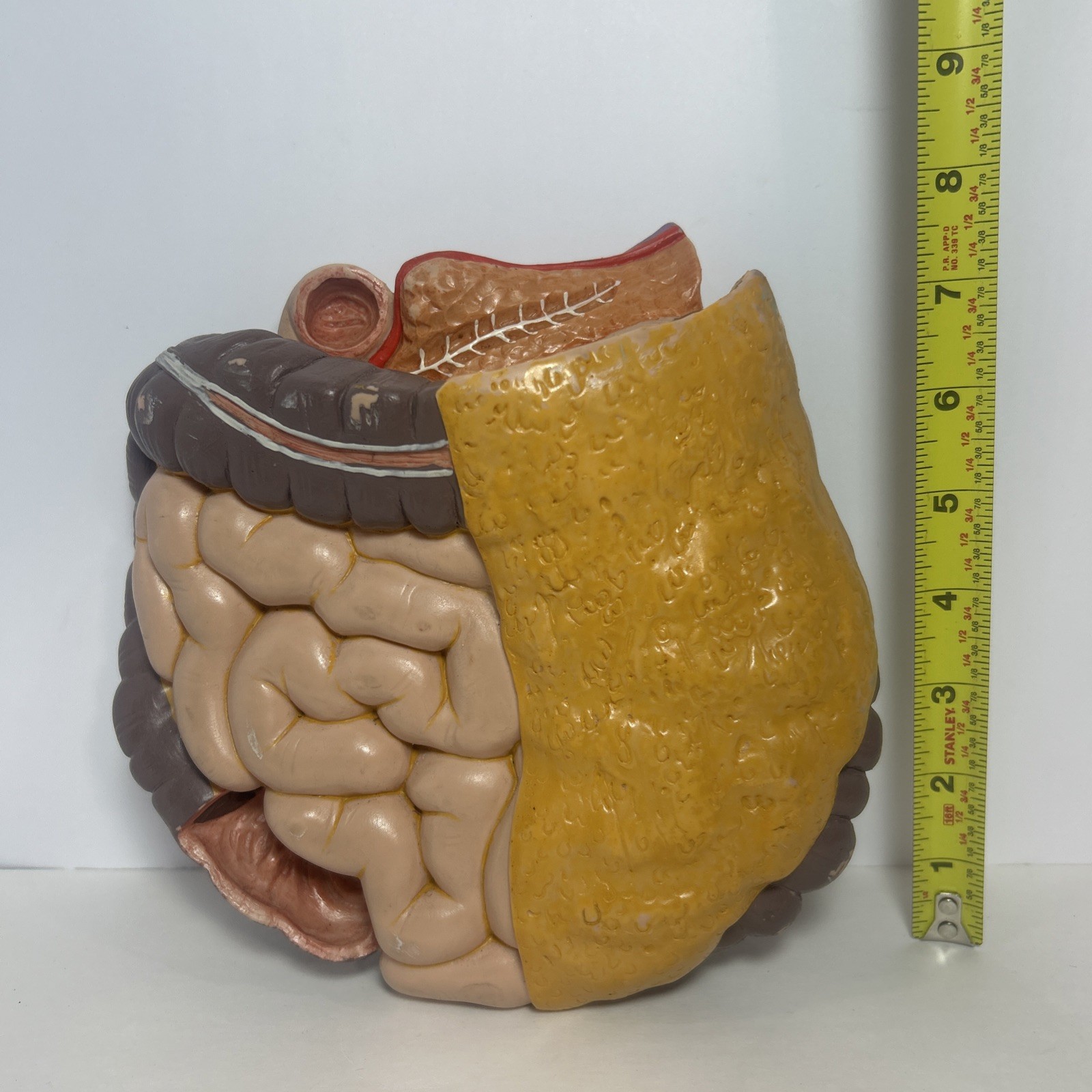 3B Scientific Spare Large And Small intestines Colon Anatomical Model For Torso