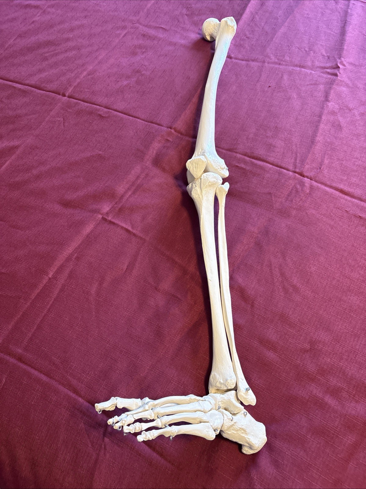 Human Leg And Foot Skeleton, Resin Model Bones