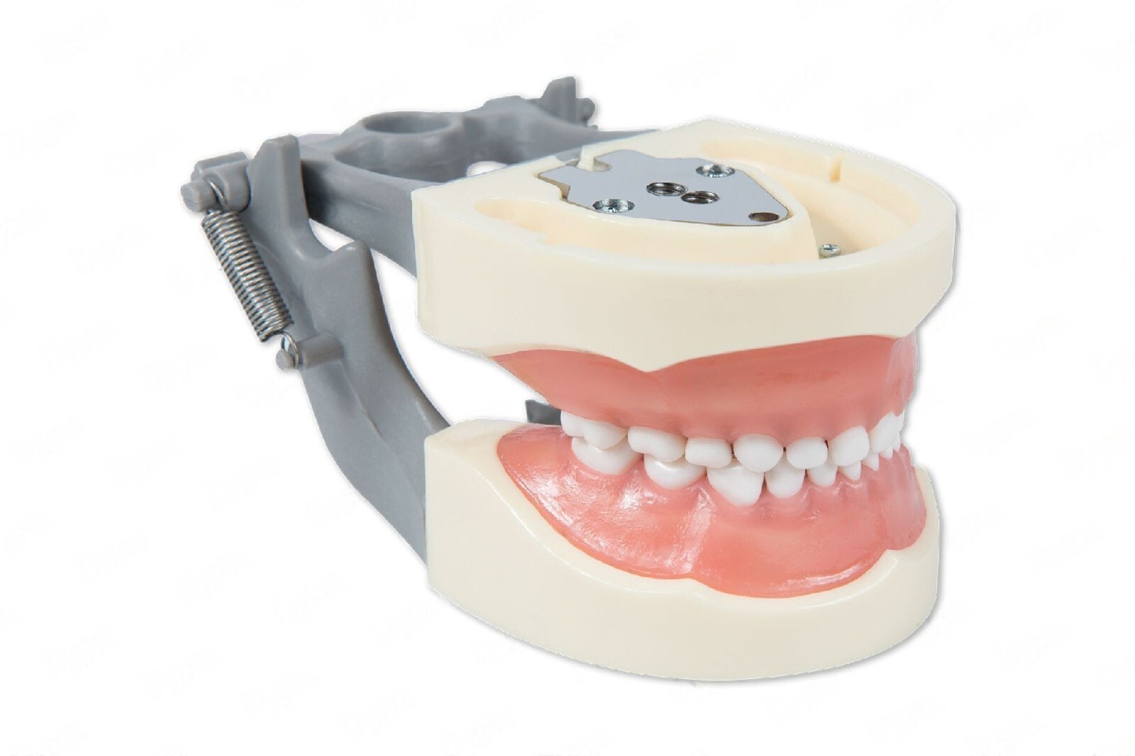 Dental Typodont Model 200P Compatible w/ Nissin Teeth