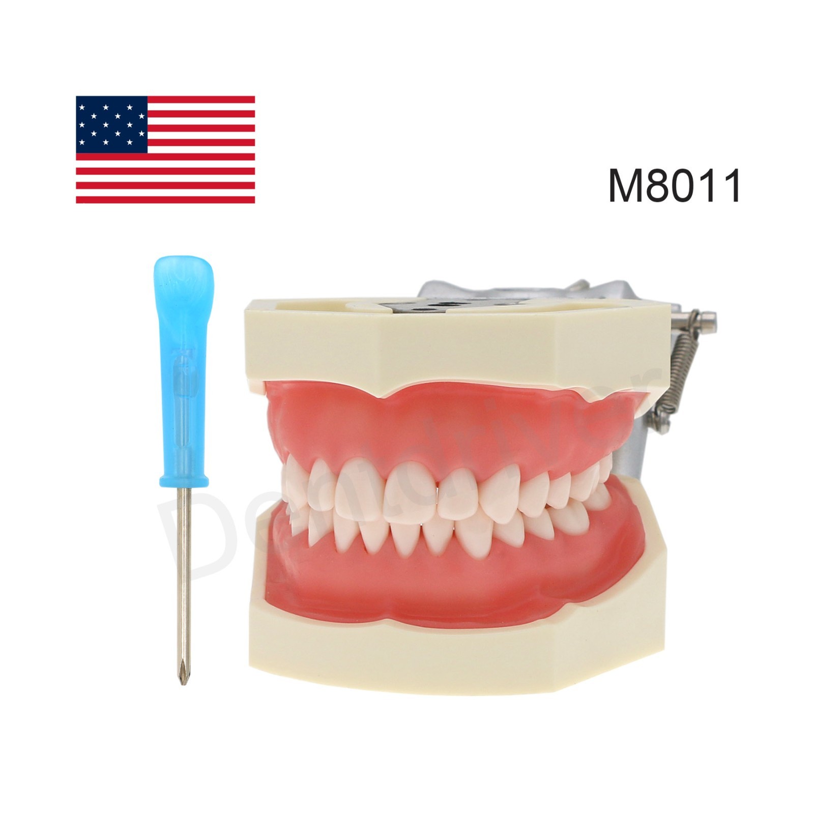 US Dental Typodont Model Mounting Pole Compatible with Columbia/Kilgore/Nissin