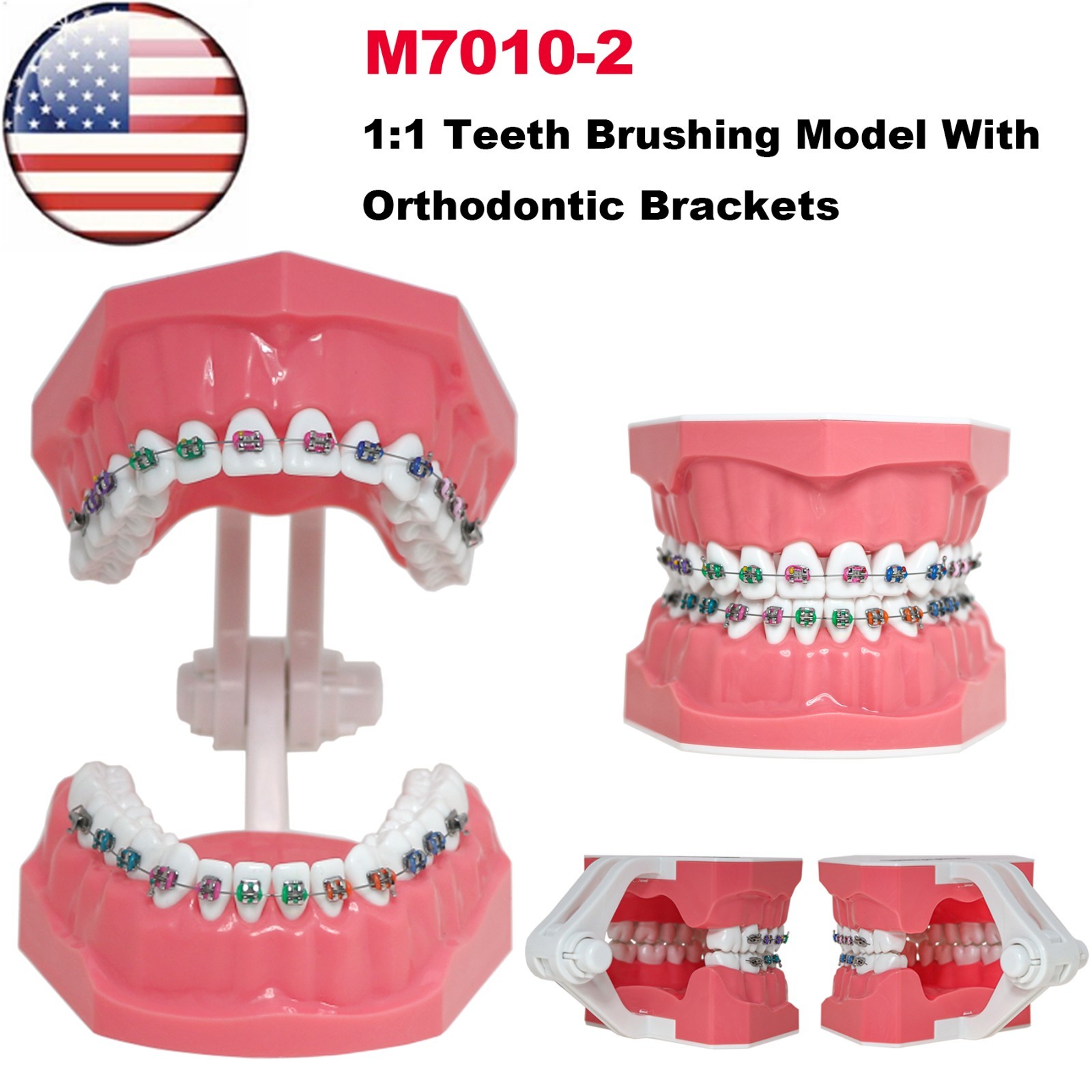 US Dental Typodont 1:1 Orthodontic Teeth Model with Brackets Braces M7010-2 New