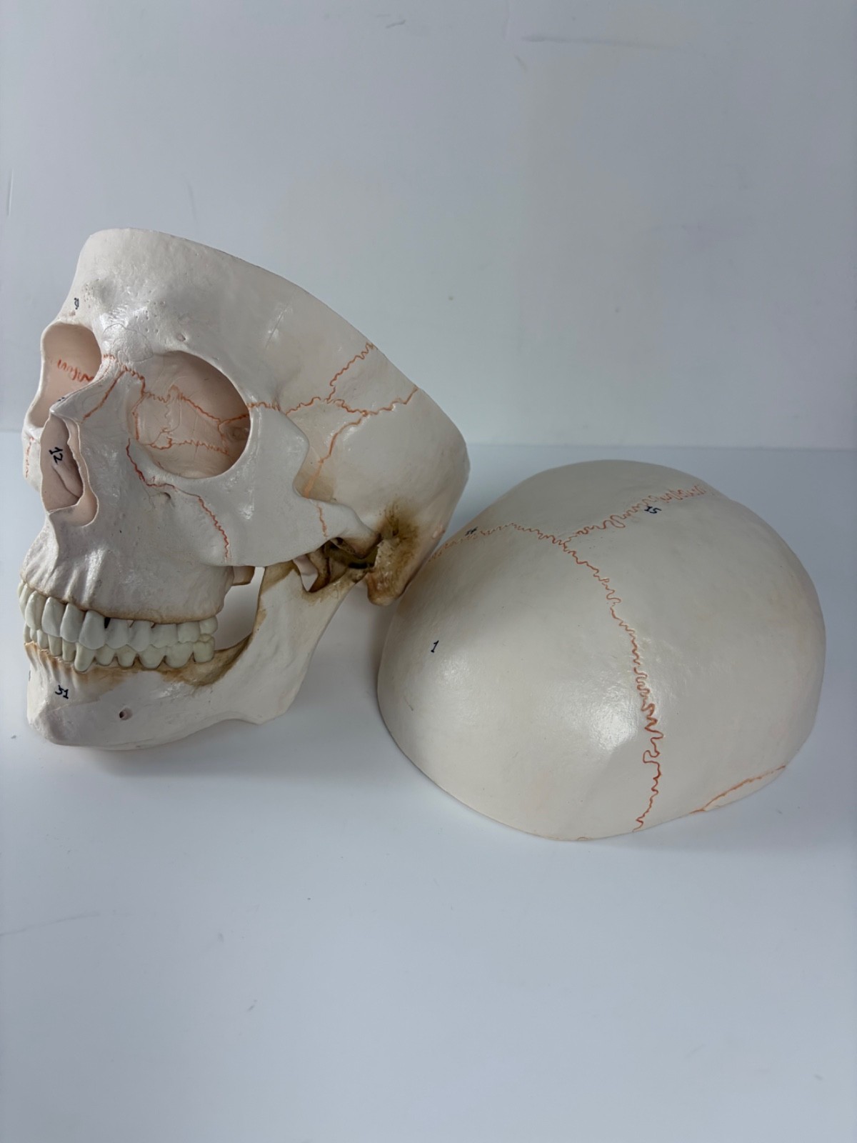Walter Products Inc. B10221 Numbered Human Skull 3-Parts