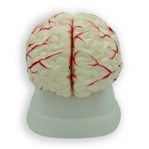 3D Human Brain Model (Made In India)
