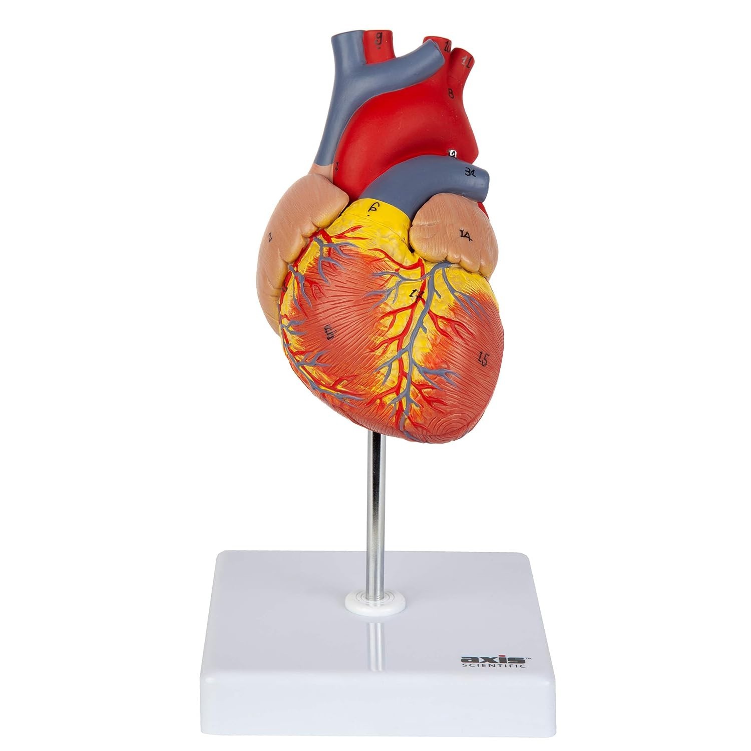 Professional Medical Heart Model with Study Guide