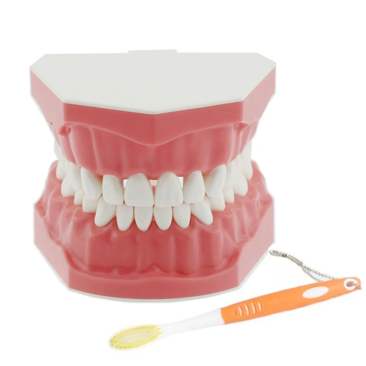 iDentical Tooth Brushing Demonstration Model-M7010 Tooth Brushing FREE SHIPPING