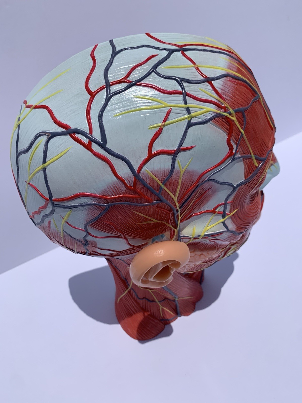 Life Size Human Half Head Anatomy Model Neurovascular Teaching Aid