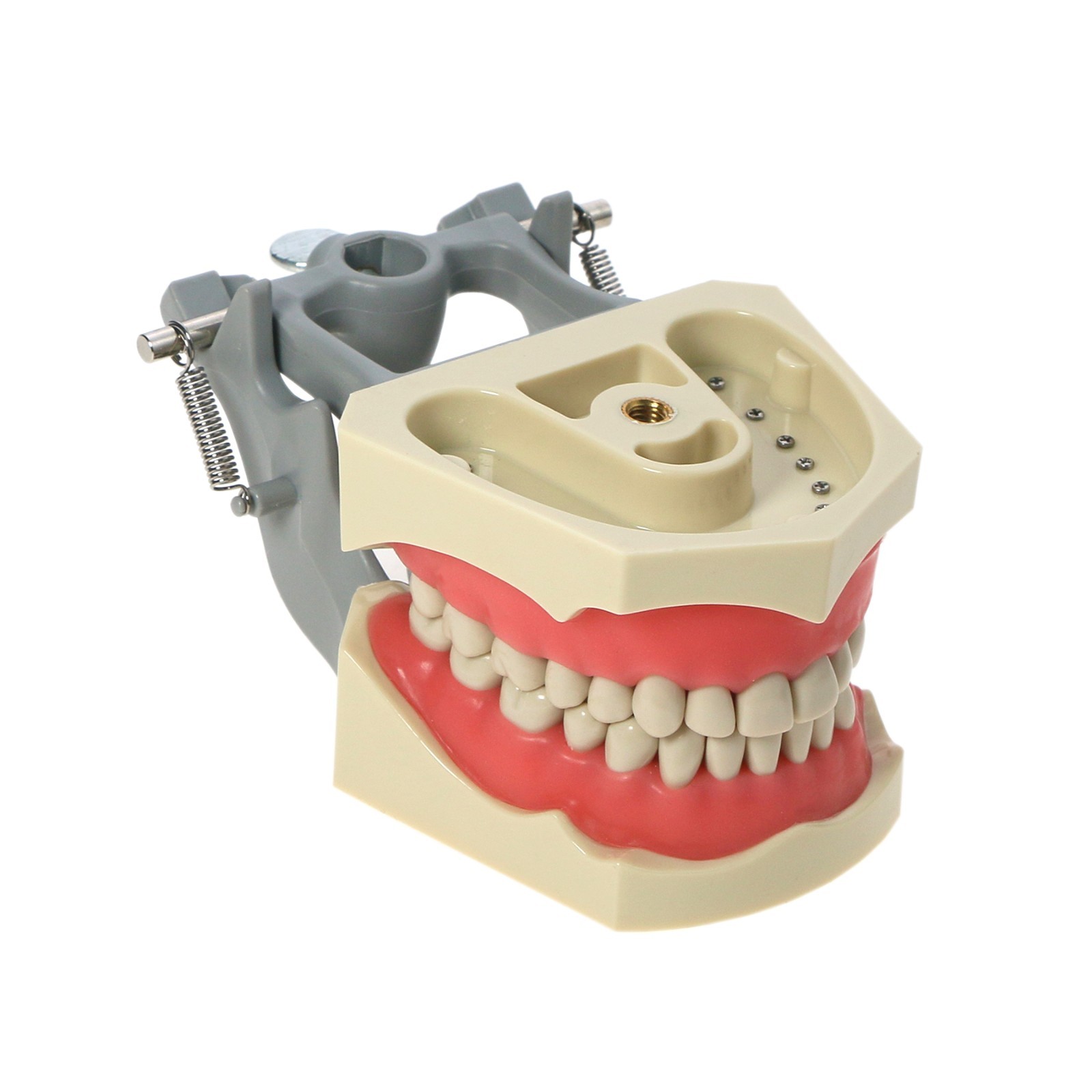 US Dental Typodont Teeth Model Mounting Pole Fit Columbia Kilgore Nissin Frasaco