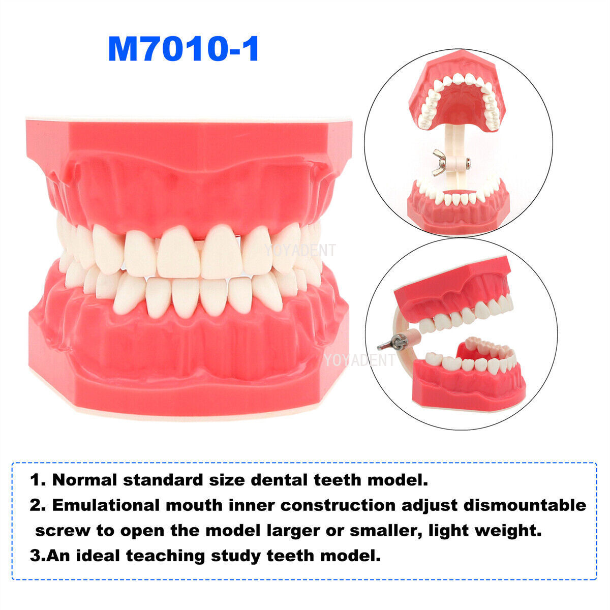 US Dental teeth Model Preparation Training Teaching Ortho Implant Typodont Demo