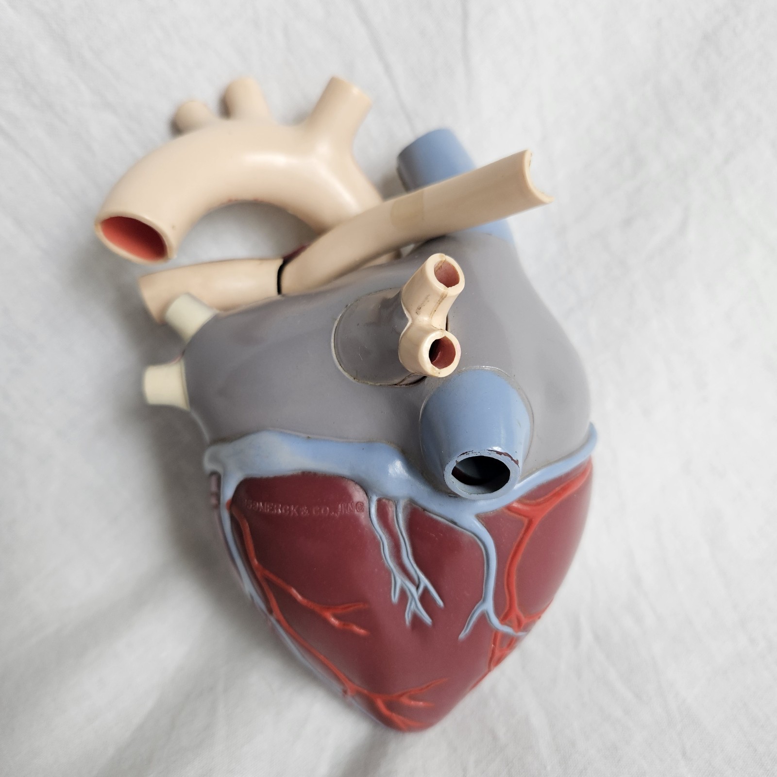 Vintage Medical Anatomical Heart Merck 1959