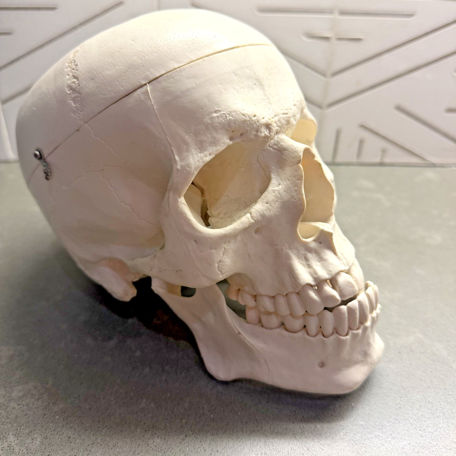Skull~Medical Dental Anatomical Model~1 To 1~Removable Lower Jaw And Cranium