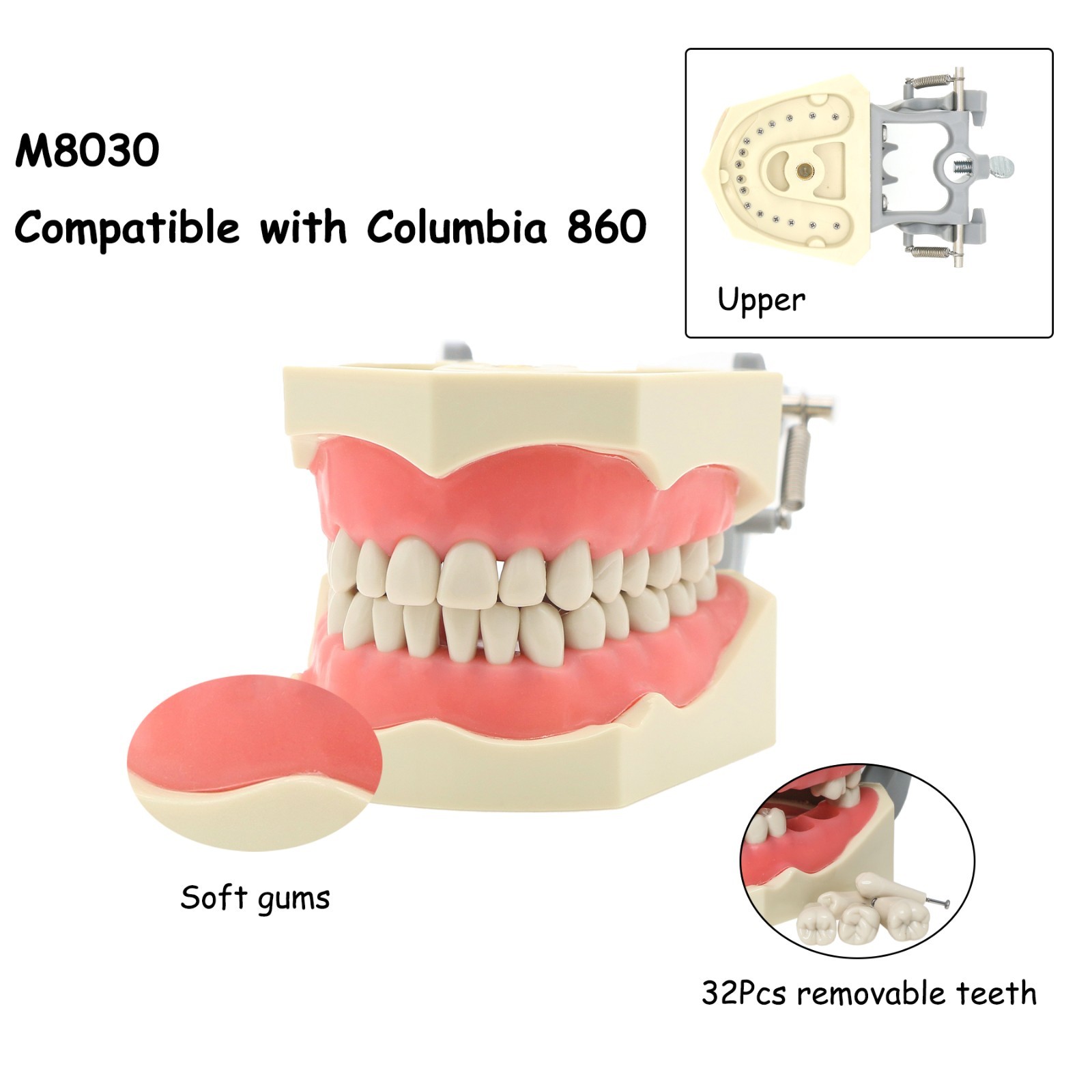 US Dental Typodont Model Mounting Pole Compatible with Columbia/Kilgore/Nissin