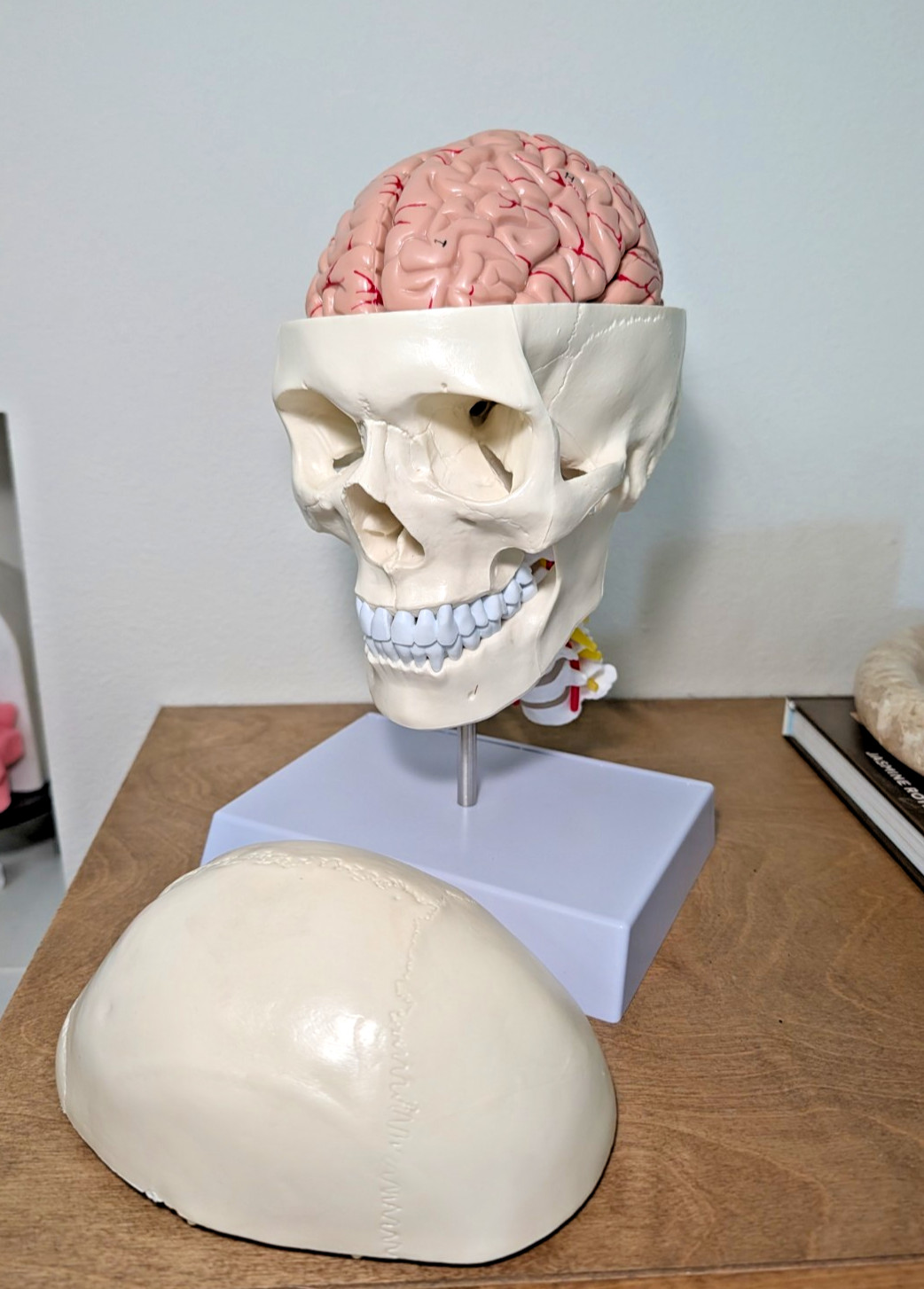 Human Skull with Brain and Cervical Vertebra Anatomical Model Life-Size Anatomy