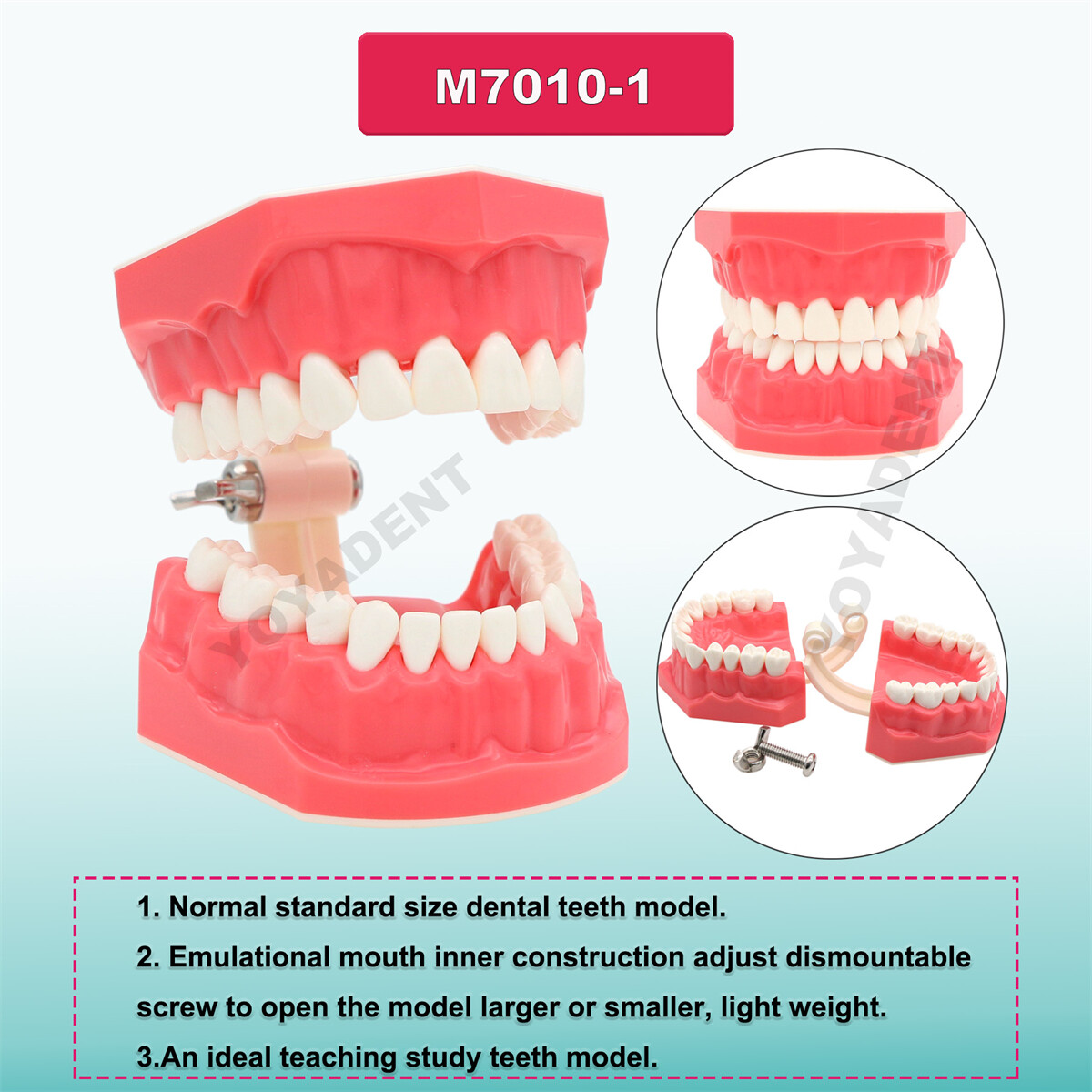 Dental Teeth Model Standard 1:1 Brushing Flossing Practice Teaching Model M7010