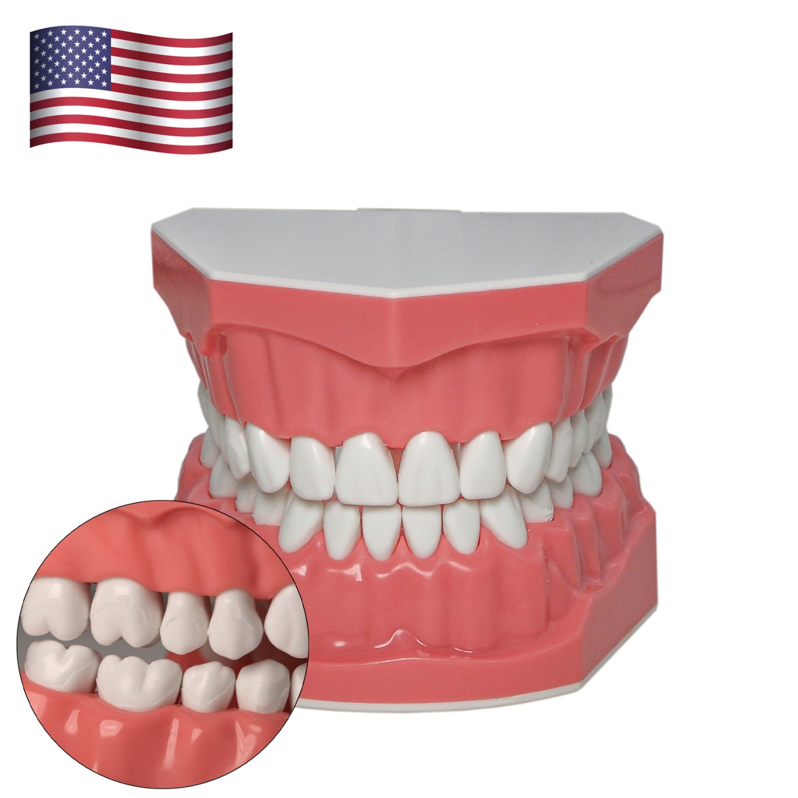 Dental Typodont Orthodontic Teeth Model with Brackets Brushing Flossing Practice