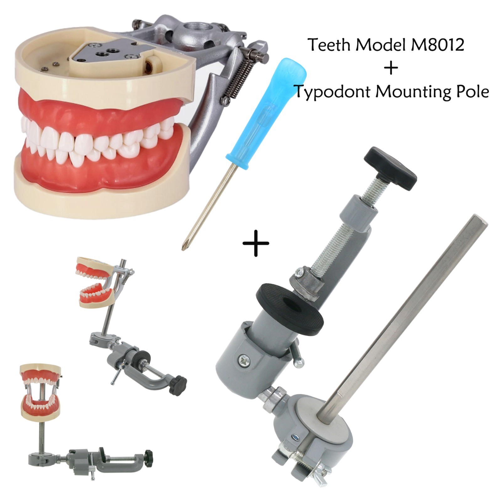 Kilgore Nissin 200/500 Dental Typodont Model With Removable Teeth Mounting Pole