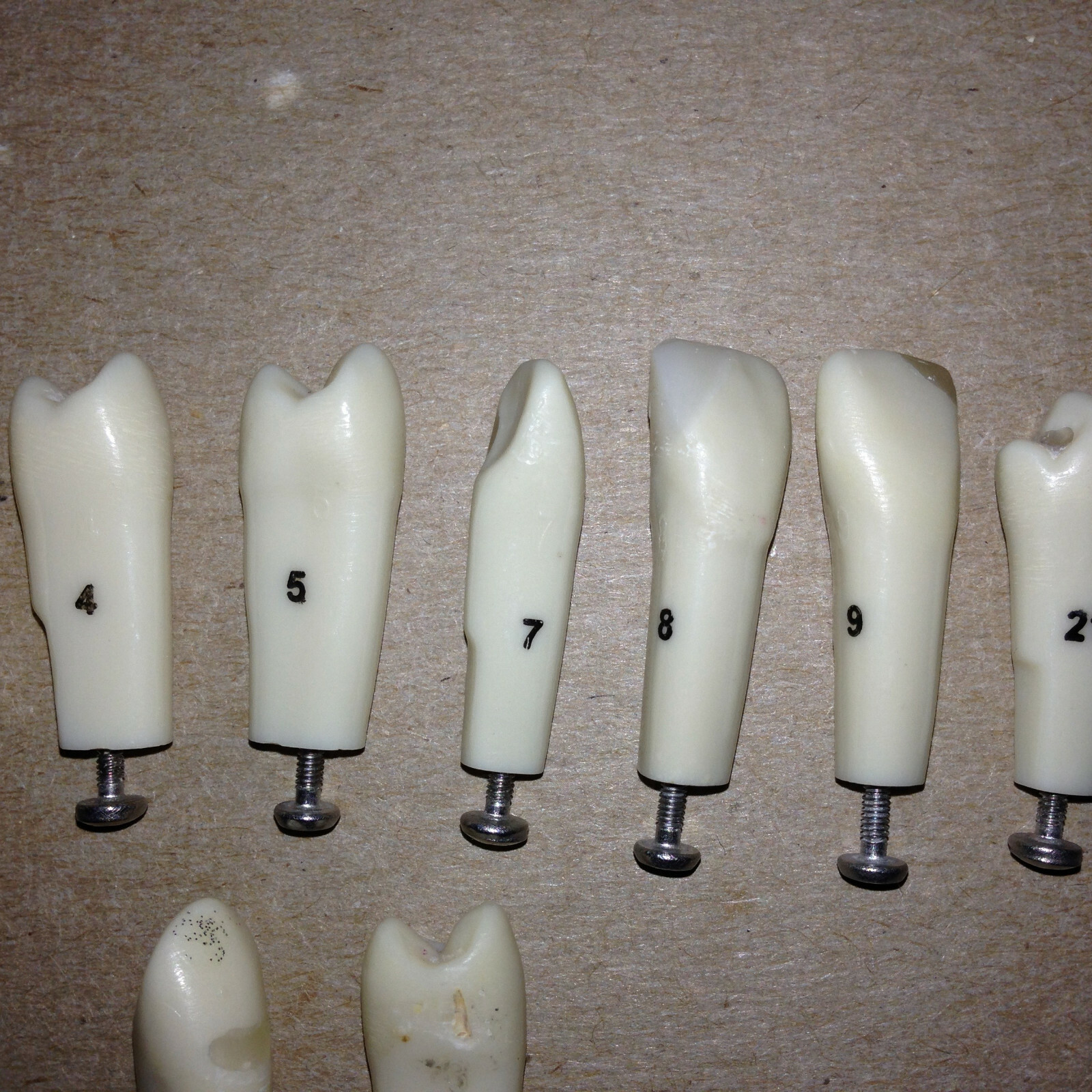 Typodont Teeth Lot Of 10 #s 2 4 5 7 8 9 21 Unumbered (2) Dental School Lab