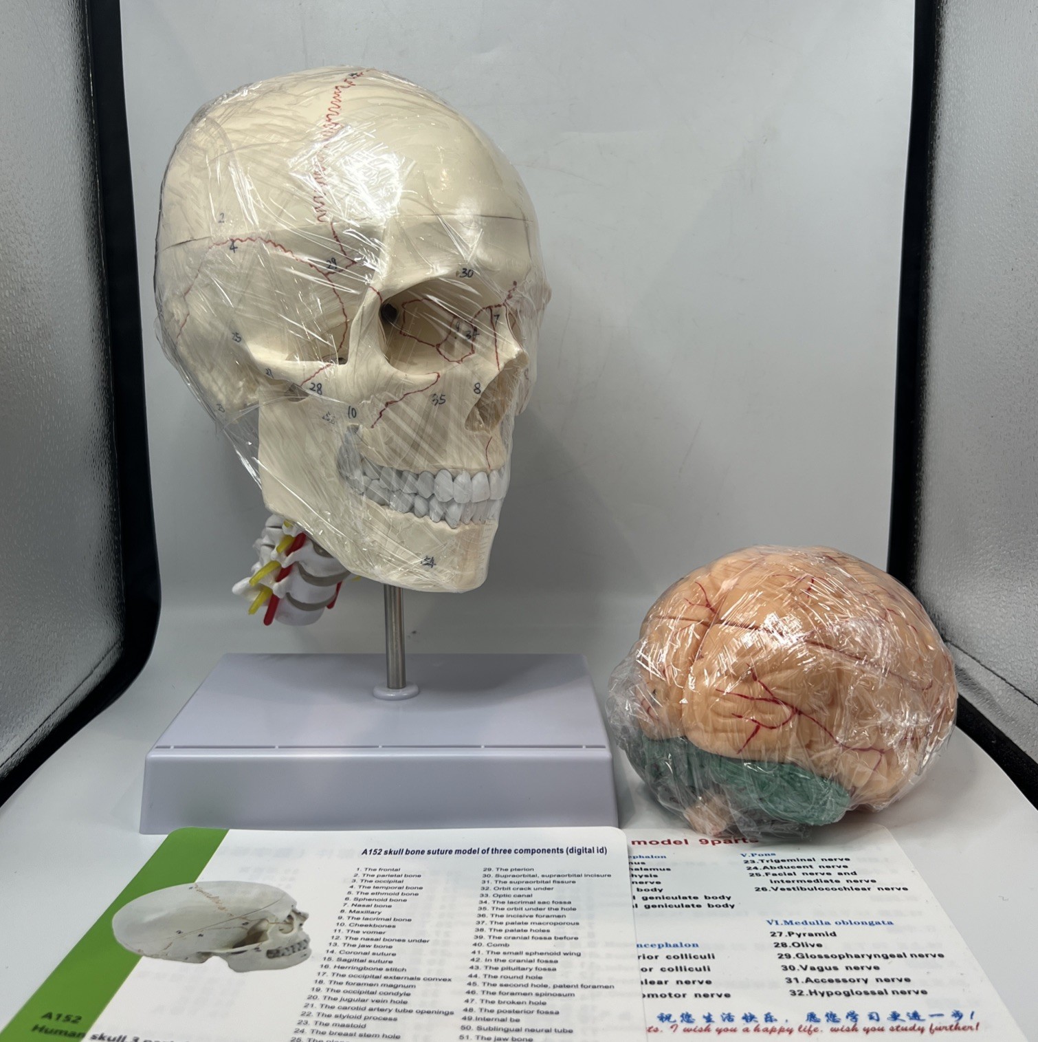 Human Skull with Brain & Cervical Vertebra Anatomical Model Life Size – 11 Piece