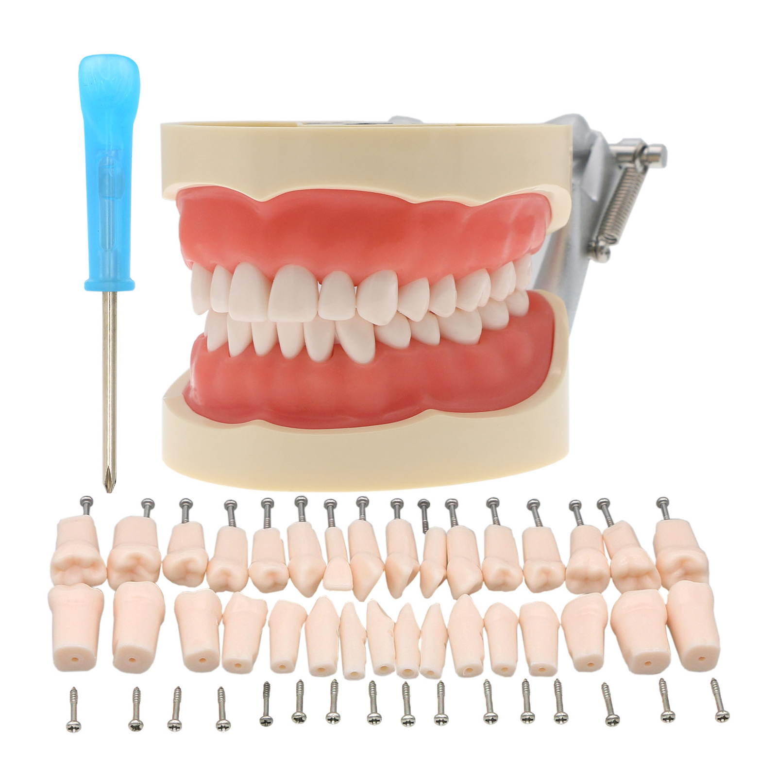 Dental Screw-in Teeth Typodont Model Kilgore NISSIN 200/500 Type With Removable