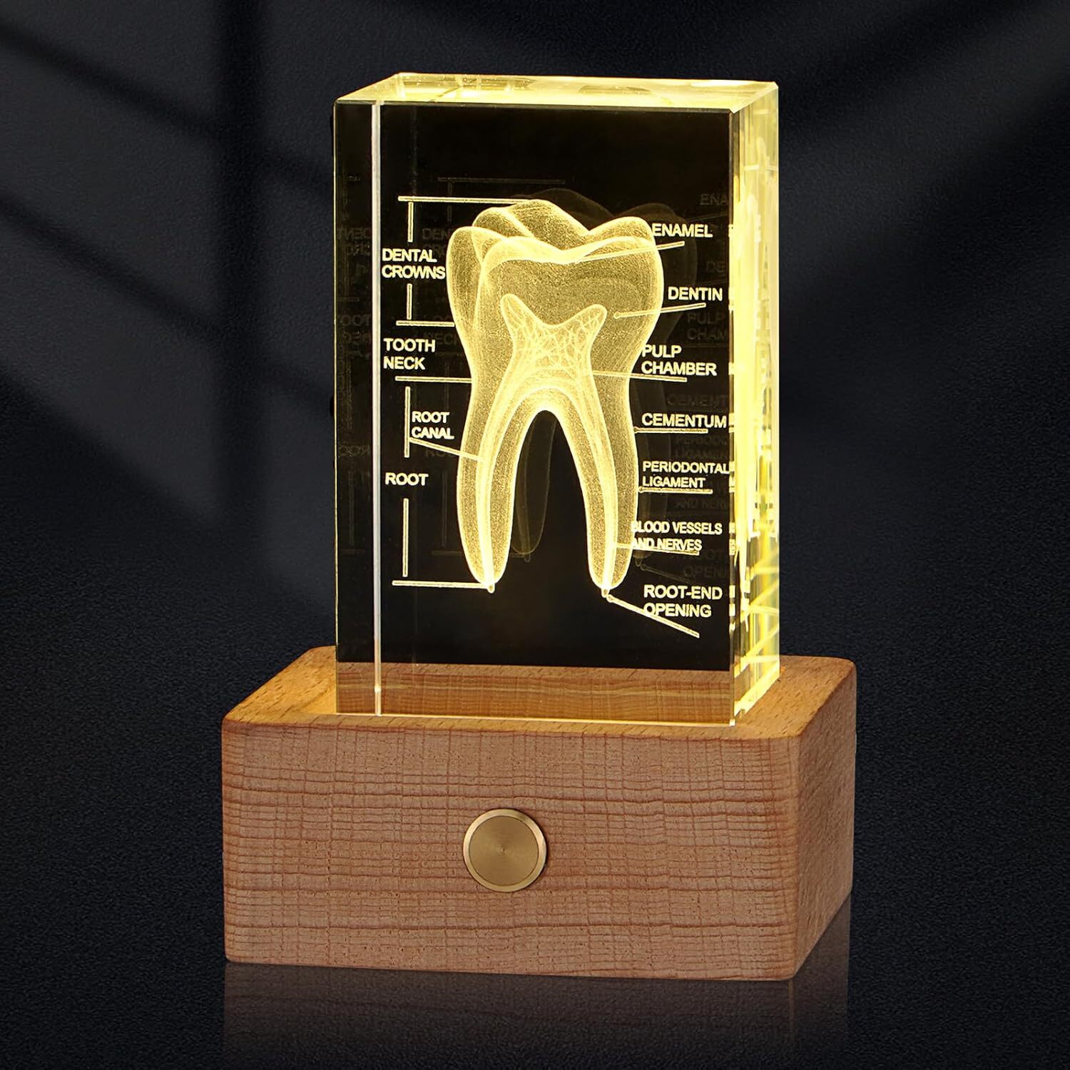3D Crystal Human Tooth Model, Black Gift Packaging, Wood Base with Yellow Light