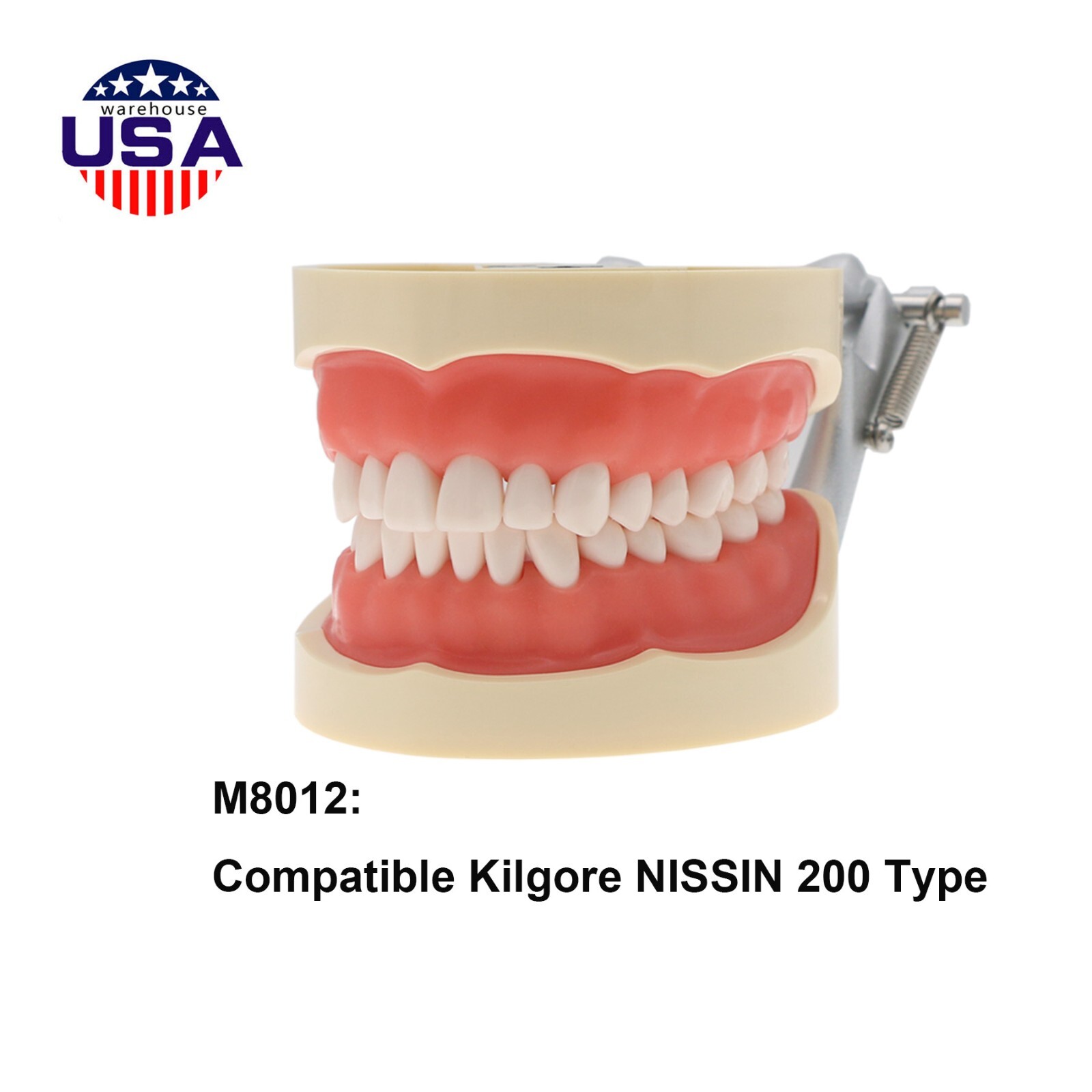 Dental Kilgore NISSIN 28/32 Pcs Type Teeth Typodont Model With Removable Teeth