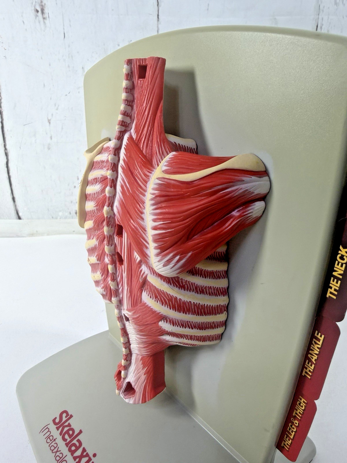 VINTAGE 2006 MEDICAL ANATOMICAL HUMAN SPINE BACK MODEL PHYSICIAN OFFICE DISPLAY
