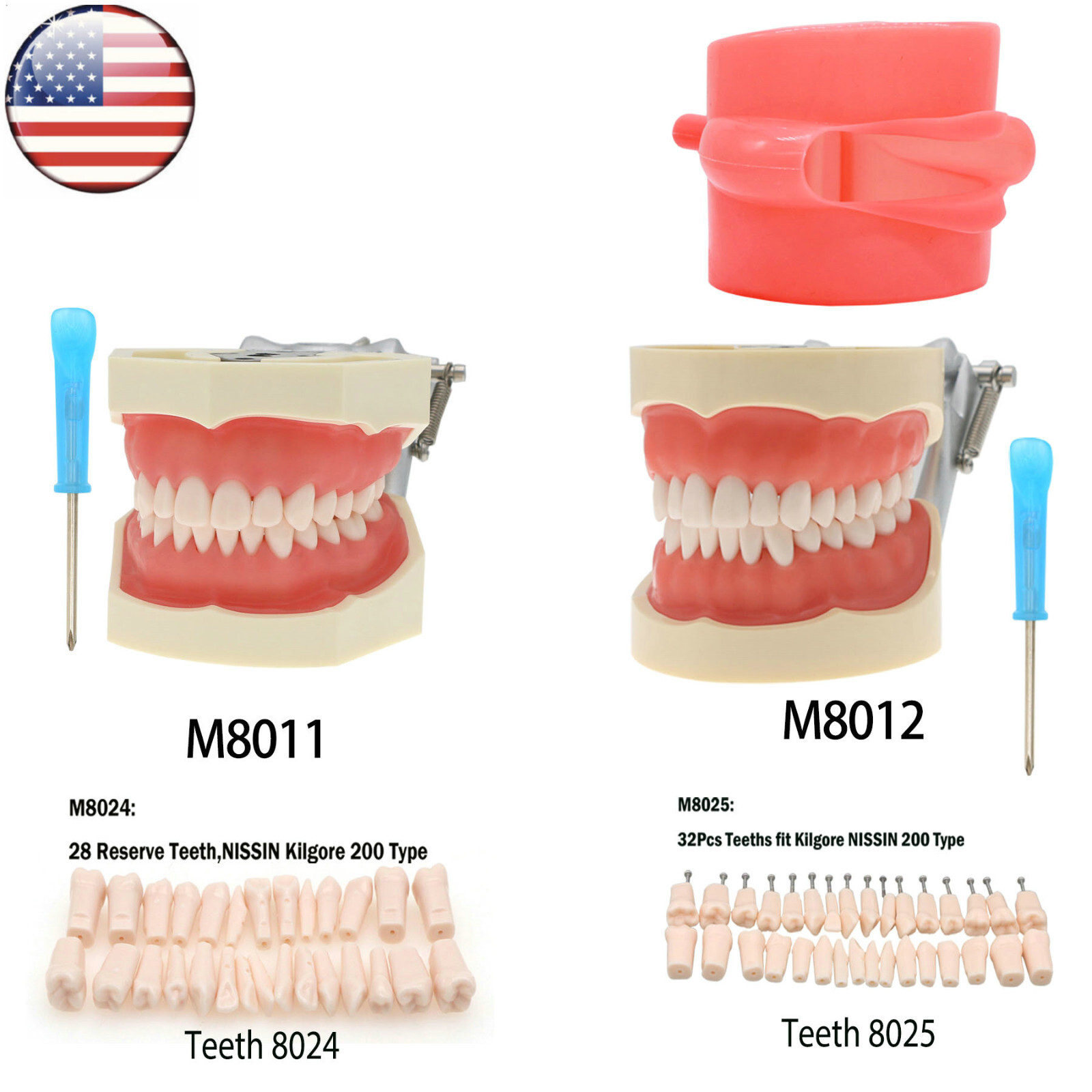 Kilgore Nissin 200/500 Dental Typodont Model With Removable Teeth Mounting Pole