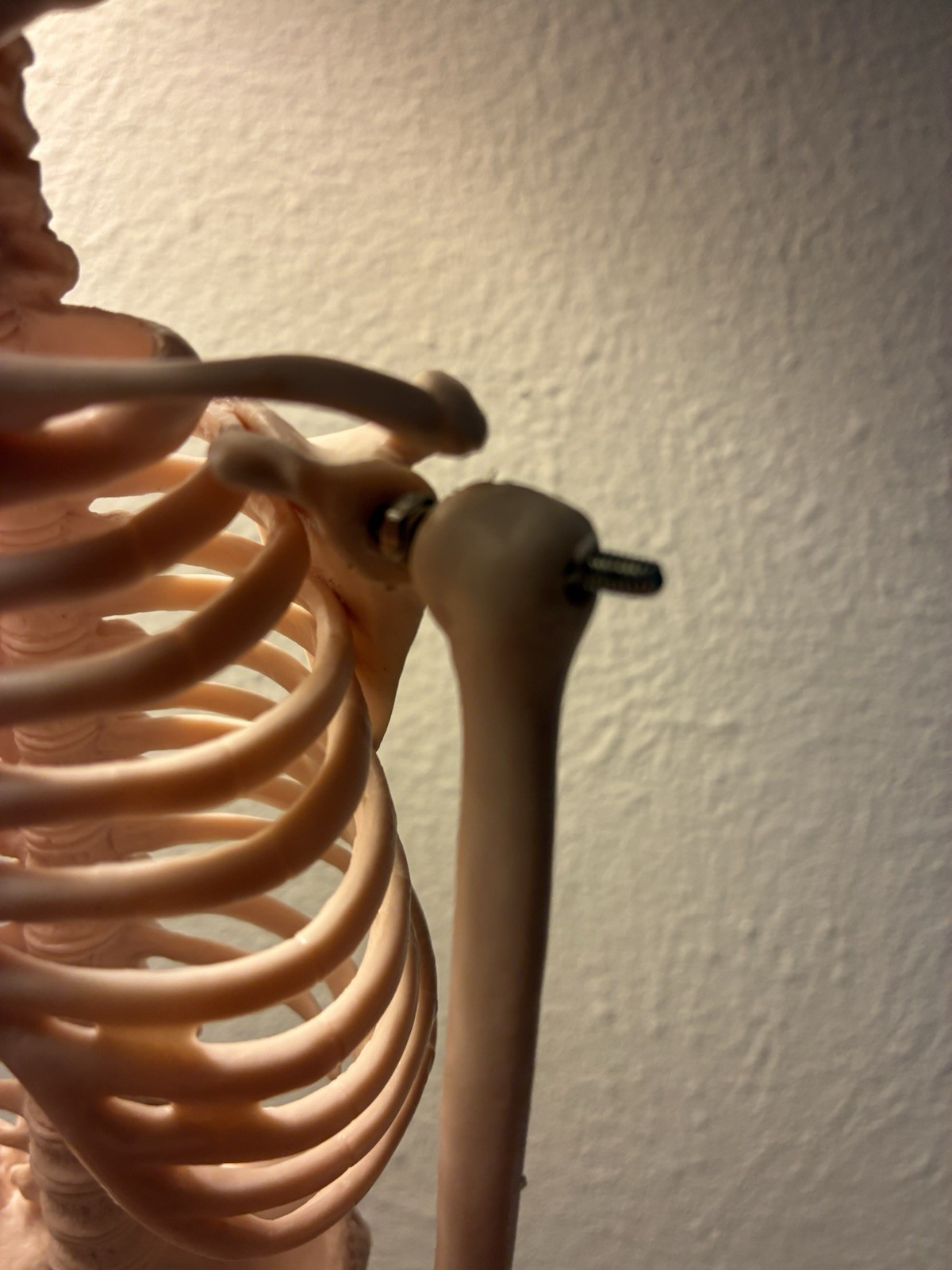 16.5 “ Anatomical Skeleton Model with Movable Arms Ideal for Teaching & Display