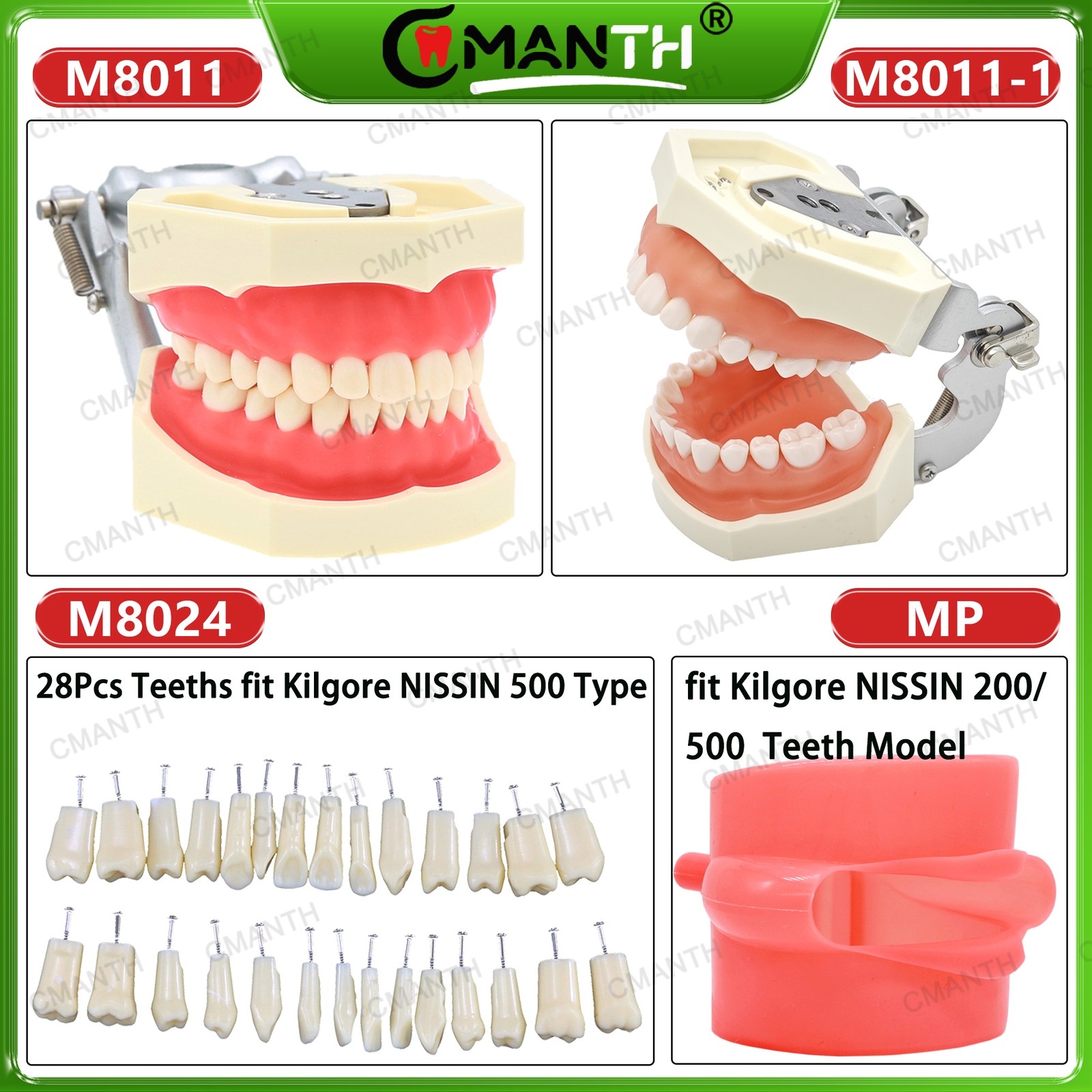 Multiple Types Dental Teeth Model Ortho Implant Practice Teaching Demo Model