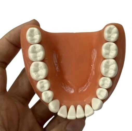 Resin Teeth #1 – #32 for Acadental Modupro Typodont [10 pcs]