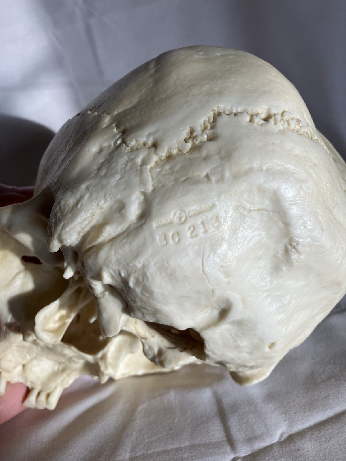 Bone Clones BC 213 Human Skull American Indian female – discontinued