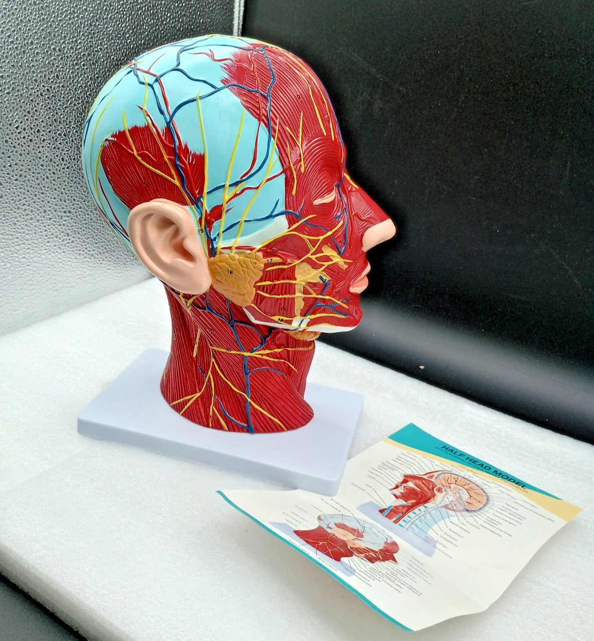 Human Half Head Neck Model Superficial Nerve Vascular Muscle Teaching Tool