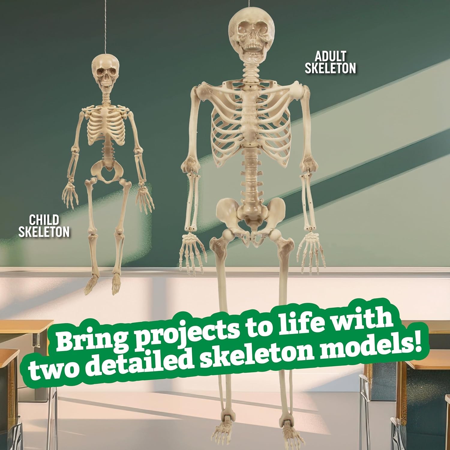 Life Size Human Skeleton Model for Anatomy Study- Scientific Body w Gray