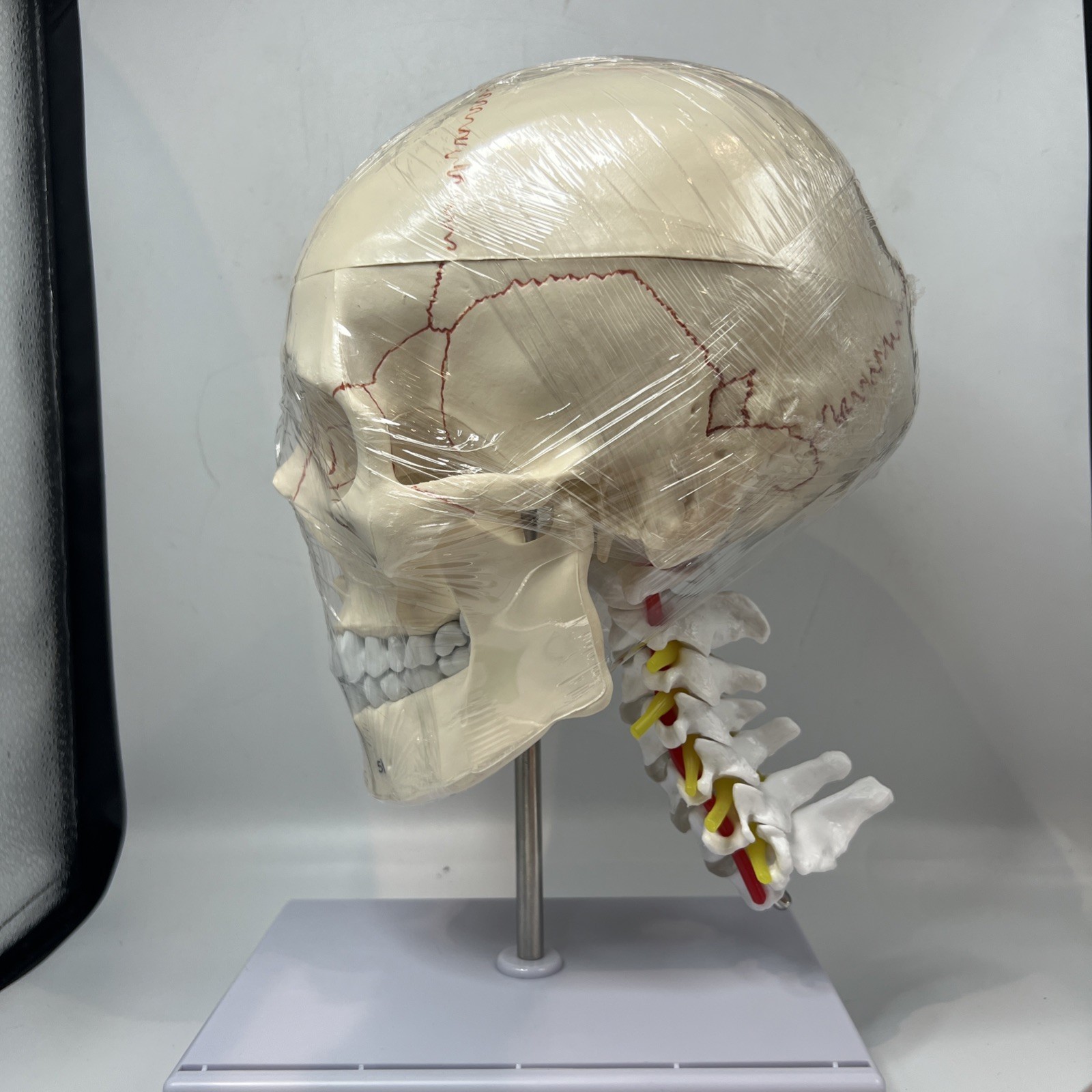Human Skull with Brain & Cervical Vertebra Anatomical Model Life Size – 11 Piece