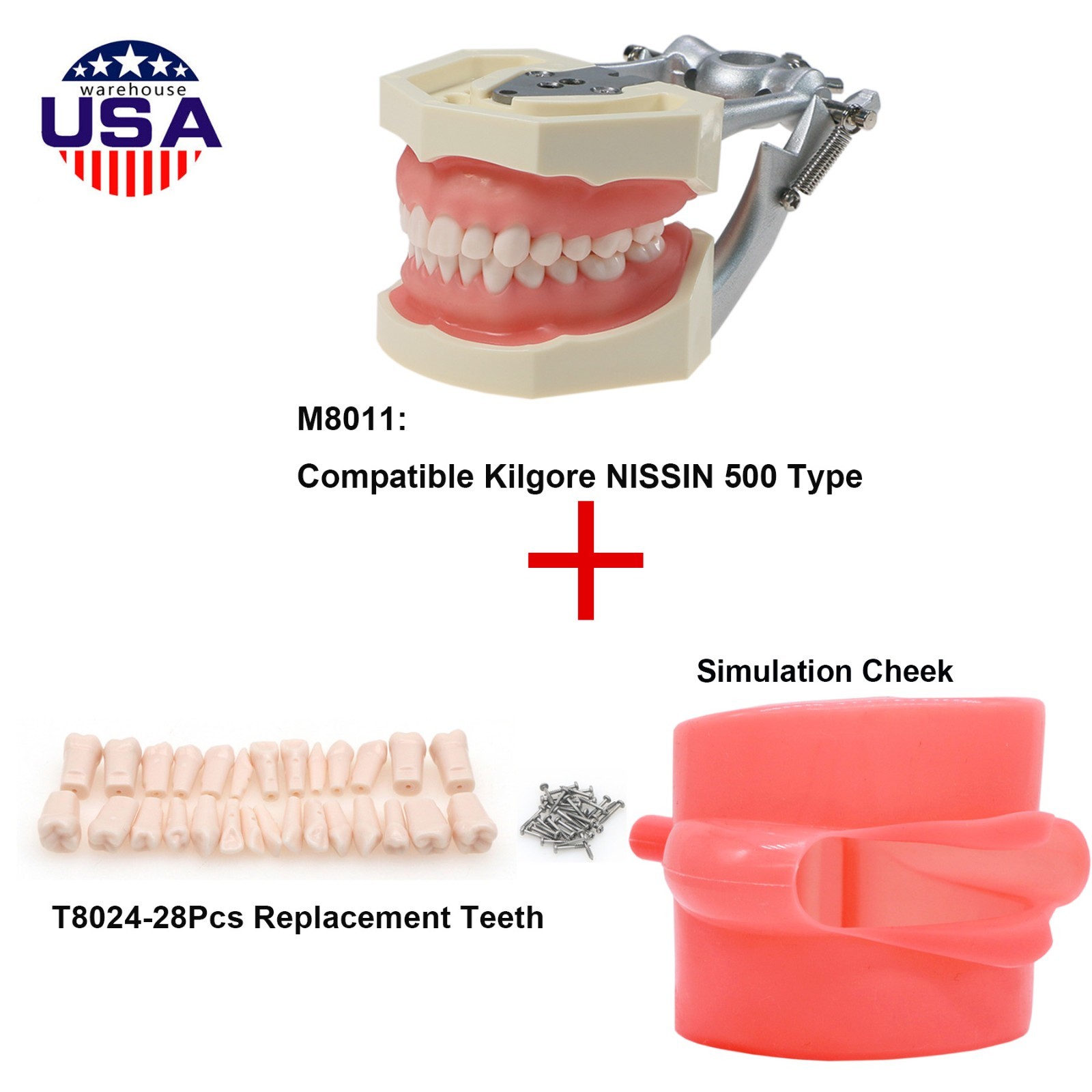 US Dental Kilgore NISSIN Type 28/32Pcs Teeth Typodont Model With Removable Teeth