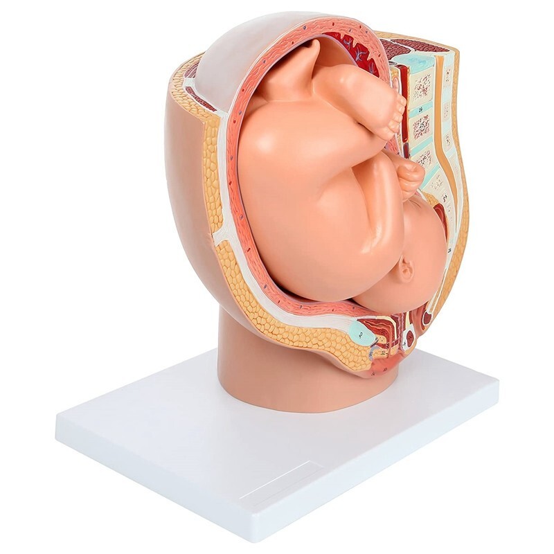 Fetus Pregnancy Anatomy Of The Placenta Model Teaching Tools Pregnancy Medical