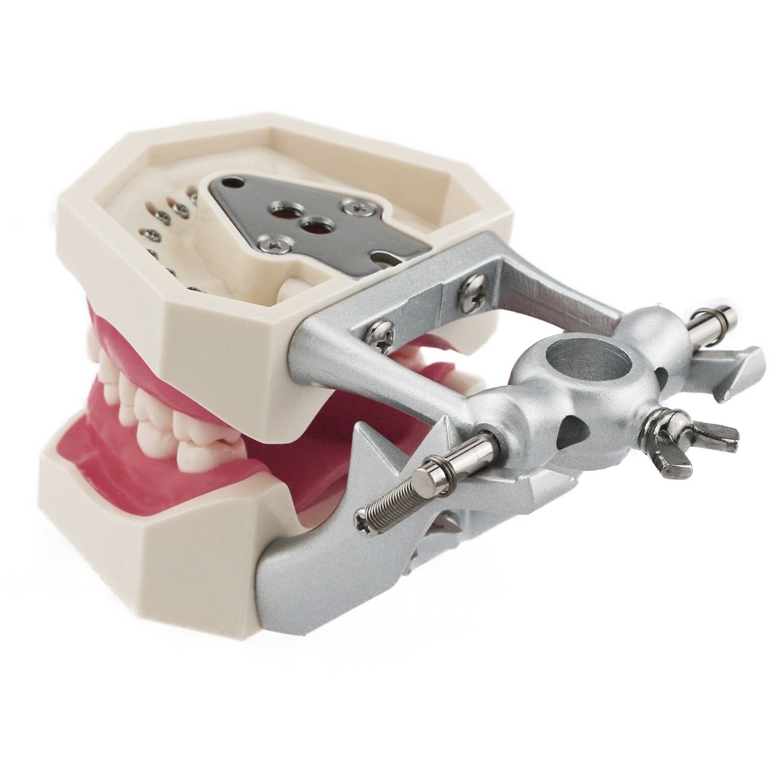 Dental Model With Screw-in Teeth fit Kilgore NISSIN 200/500 Type Typodont Model