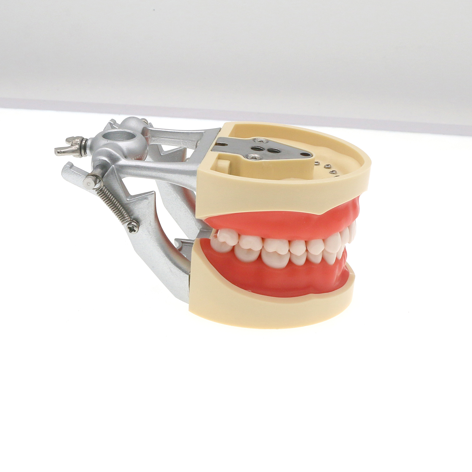 Dental Screw-in Teeth Typodont Model Kilgore NISSIN 200/500 Type With Removable