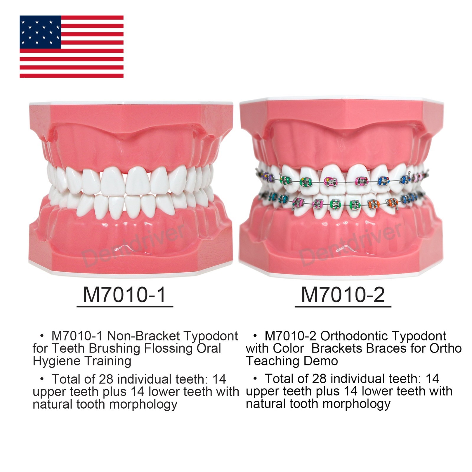 US M7010 Series Typodont M7010-1 Hygiene/M7010-2 Orthodontic Bracket Teeth Model