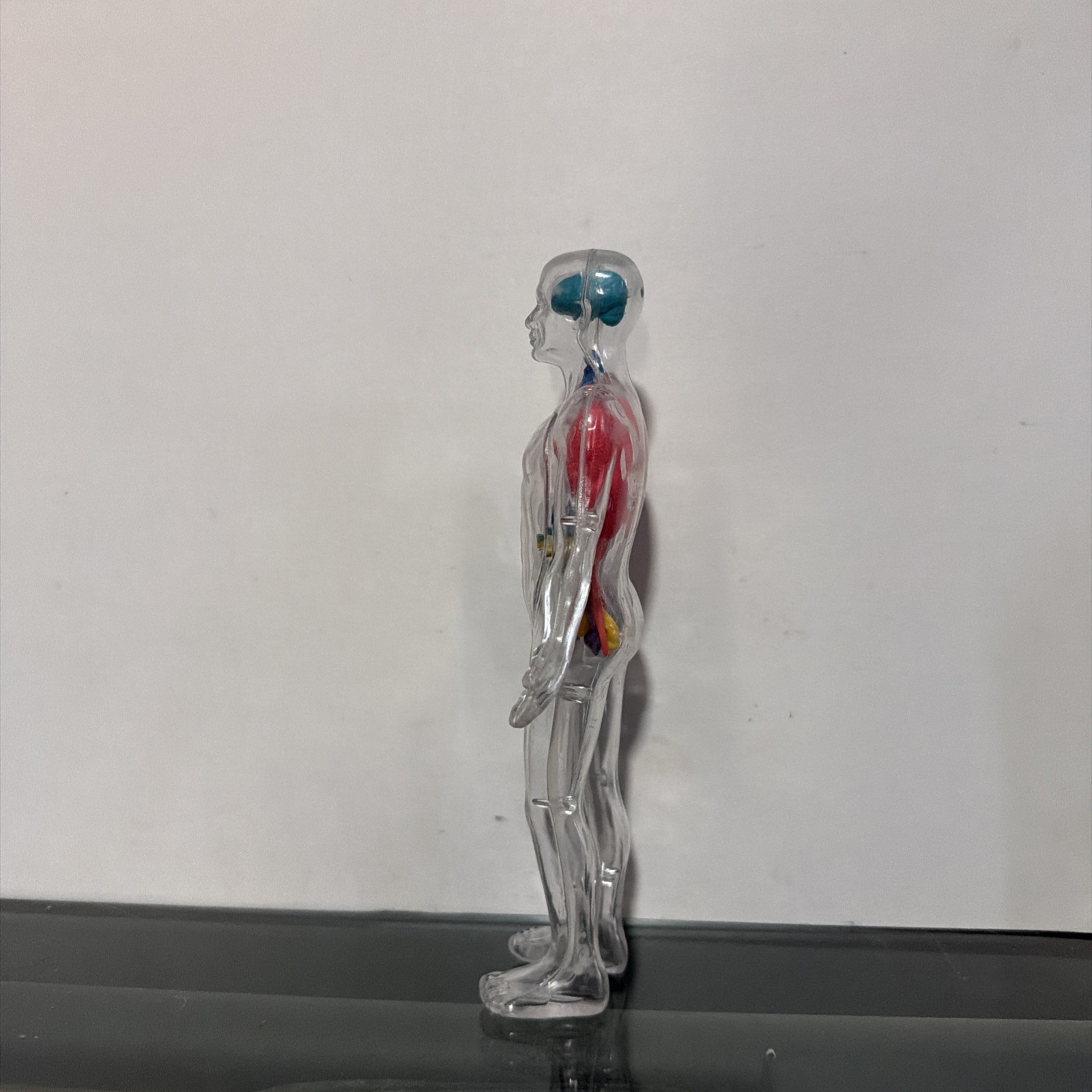 Invisible Man Human Body Anatomy Medical Doll 8” Figure w Organs Plastic