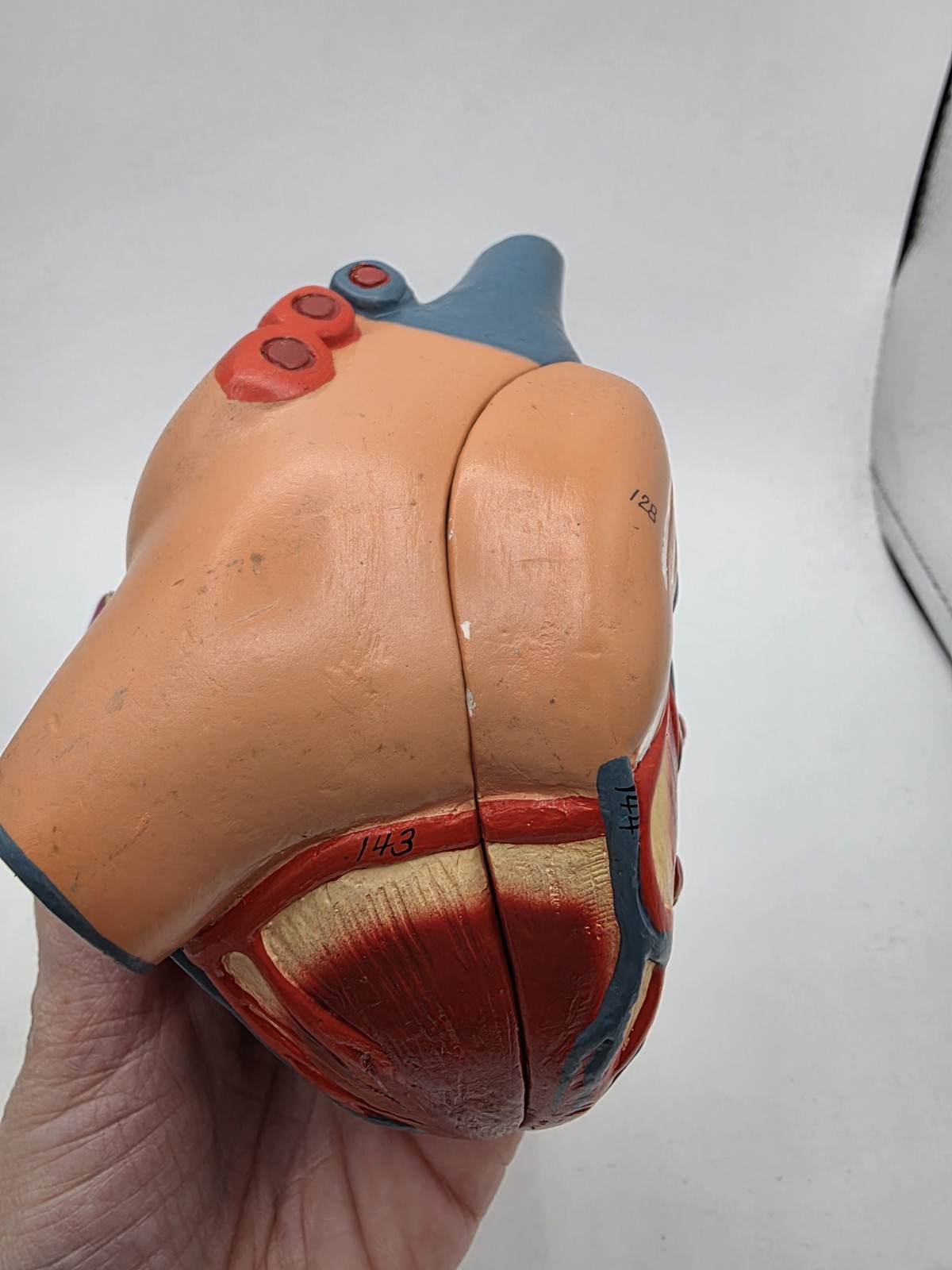 Vintage Human Heart Anatomical Anatomy Model Separated 2 Parts Medical Science