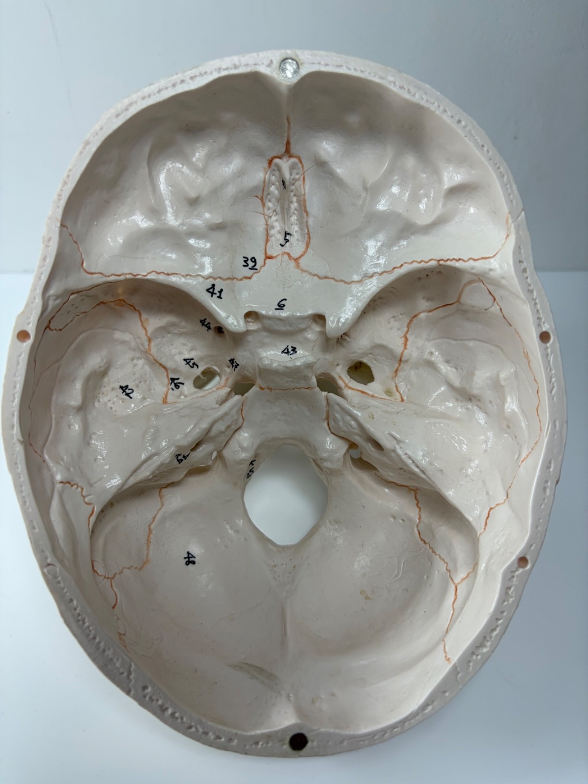Walter Products Inc. B10221 Numbered Human Skull 3-Parts