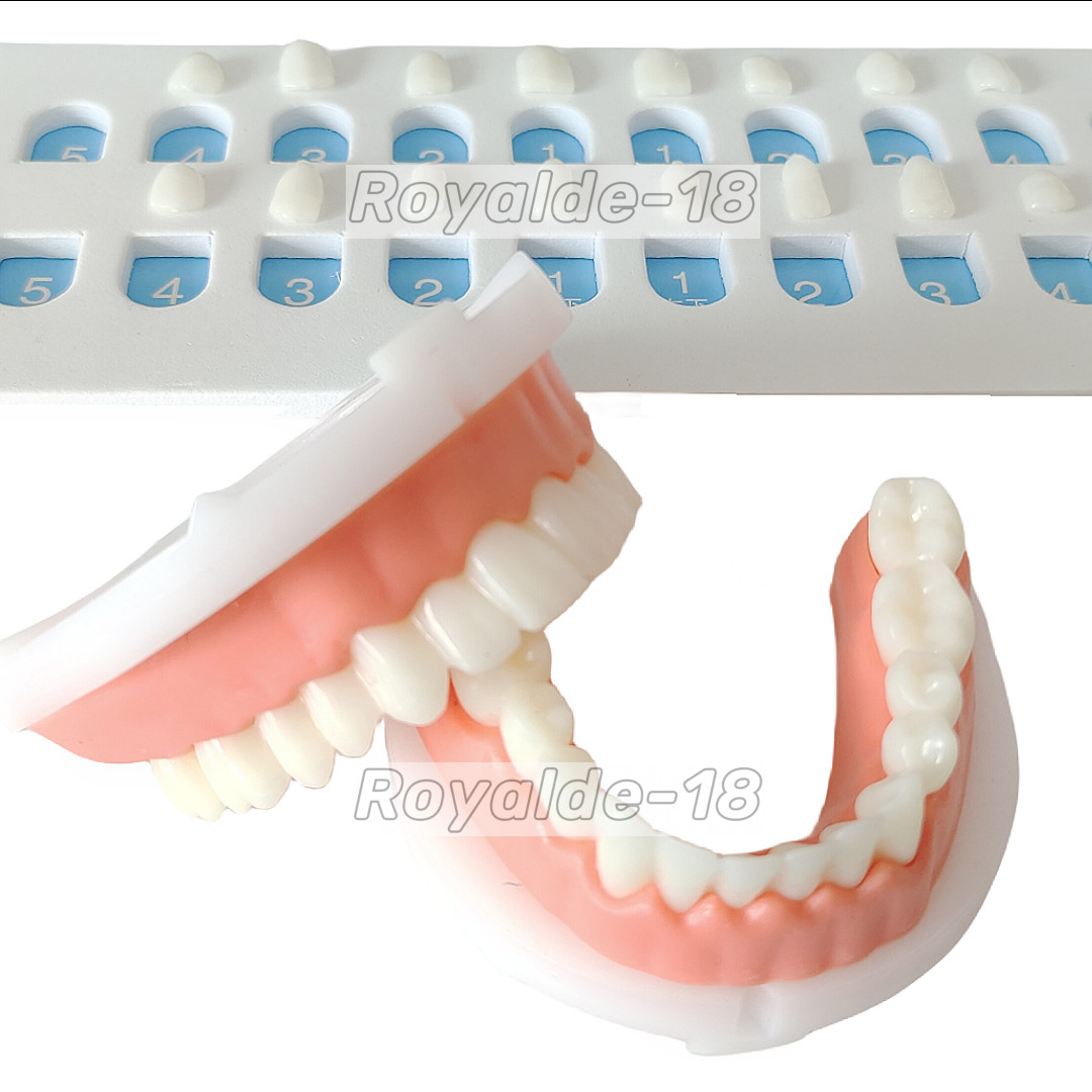 Dental Composite Veneer Template Front Teeth Practise Model Dentist Teaching