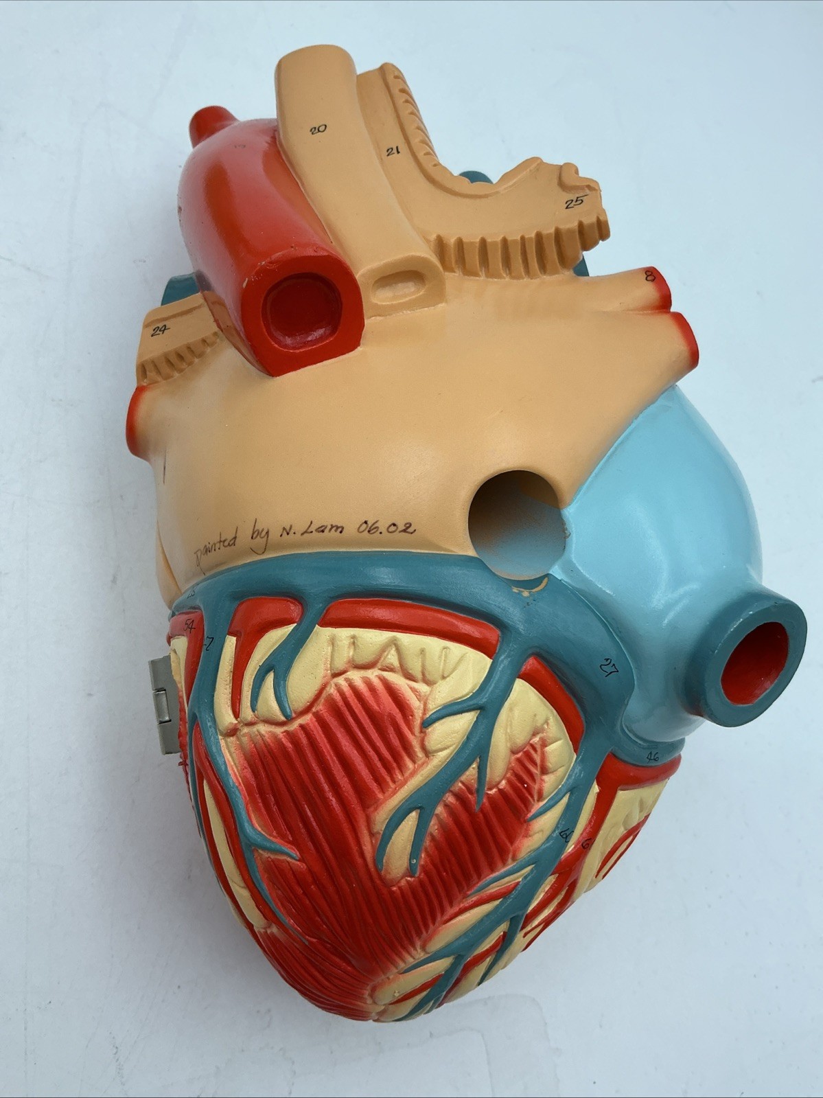 Denoyer Geppert Heart of America 0140-00 Anatomical Model Anatomy