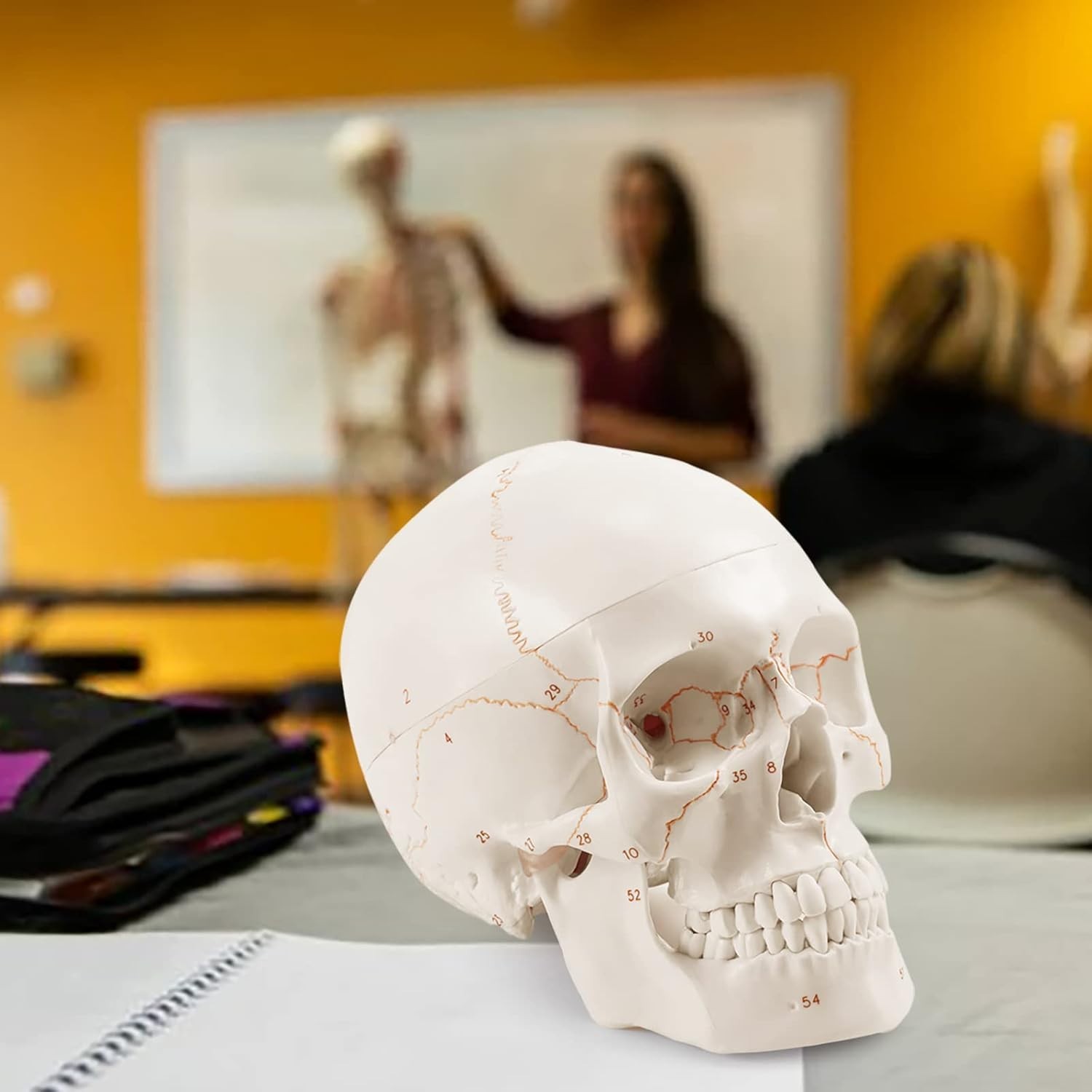 Life Size Human Head Skull Anatomical Model for Medical Student Anatomy Class