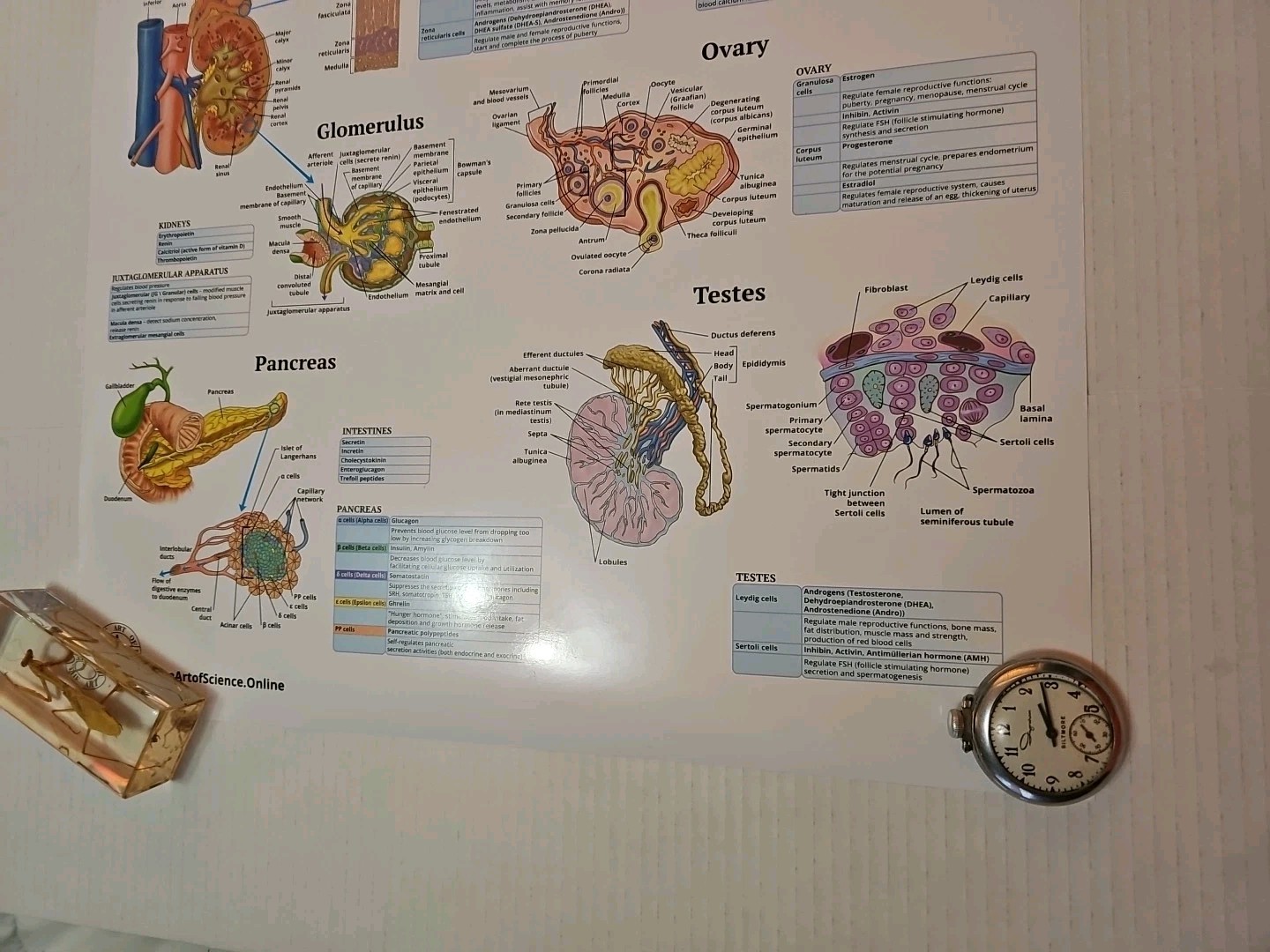 The Endocrine System 2 Sided Medical Poster 29.5″ x 17.5″ In. The Art Of Science