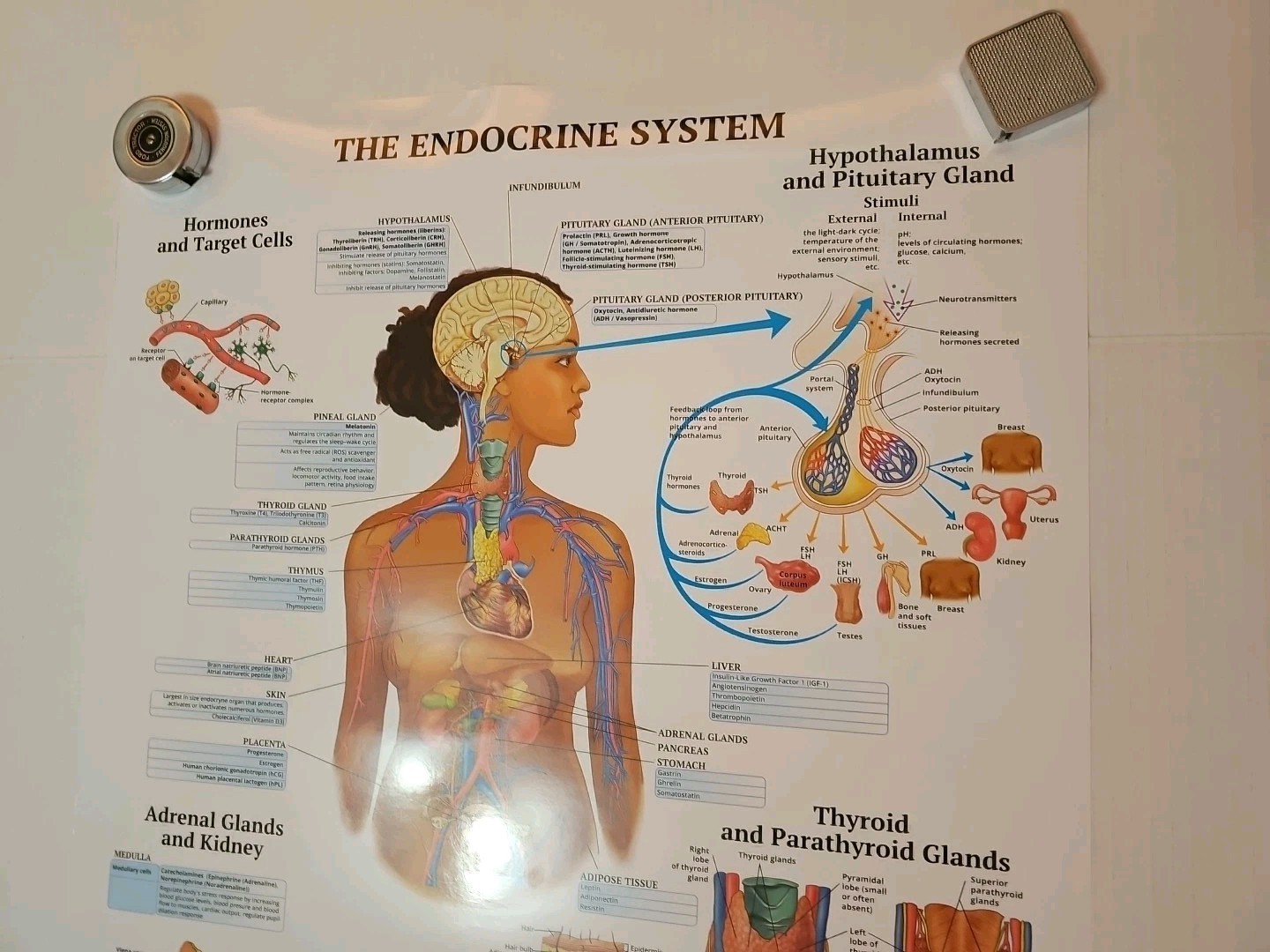 The Endocrine System 2 Sided Medical Poster 29.5″ x 17.5″ In. The Art Of Science