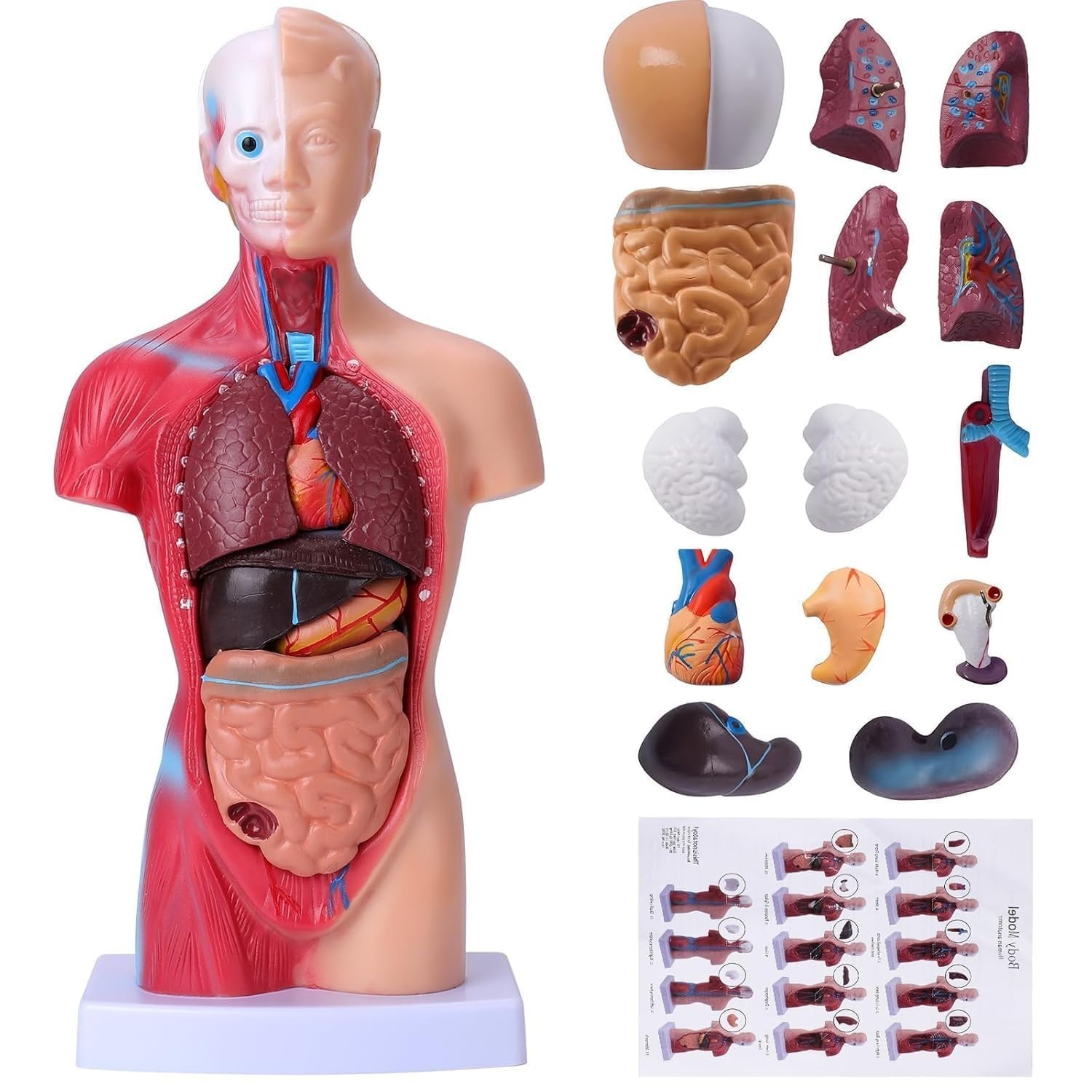 Human Torso Anatomical Model 45 cm Human Body Anatomical Human Teaching Model
