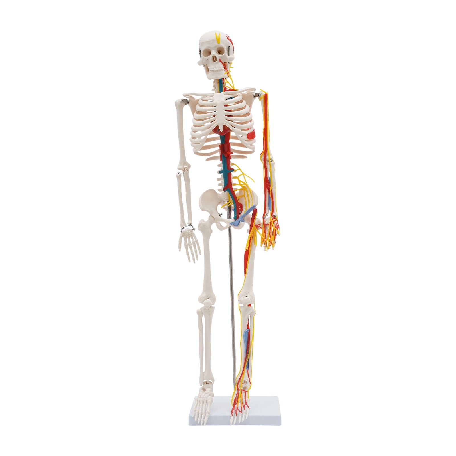 33.46″ Model Skeleton Anatomical Human Anatomy Medical Stand For Teaching