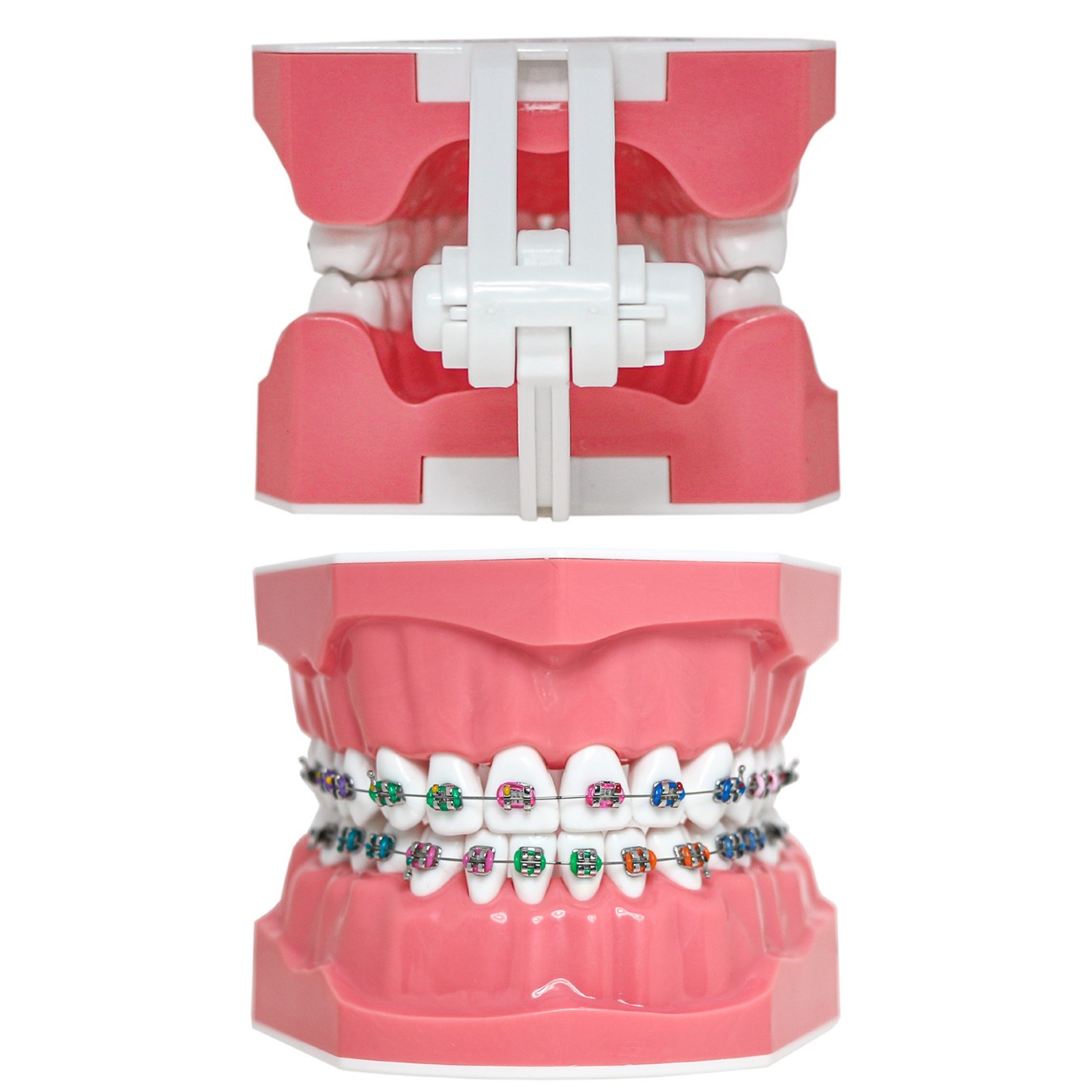 US Orthodontic Typodont 1:1 Teeth Model M7010-2 Fixed Brackets Braces Teaching
