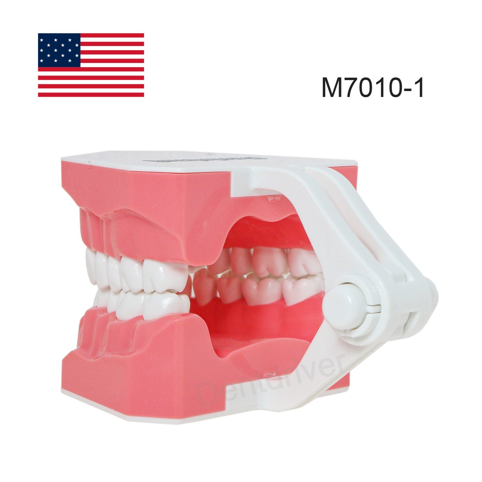 US M7010 Series Typodont M7010-1 Hygiene/M7010-2 Orthodontic Bracket Teeth Model